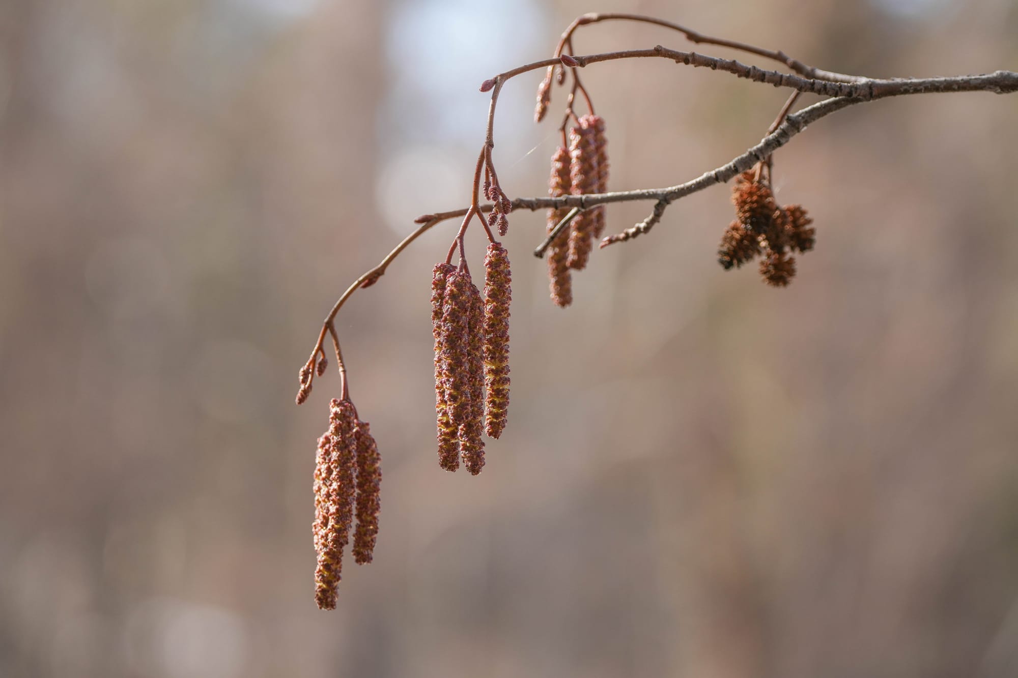 alder catkins