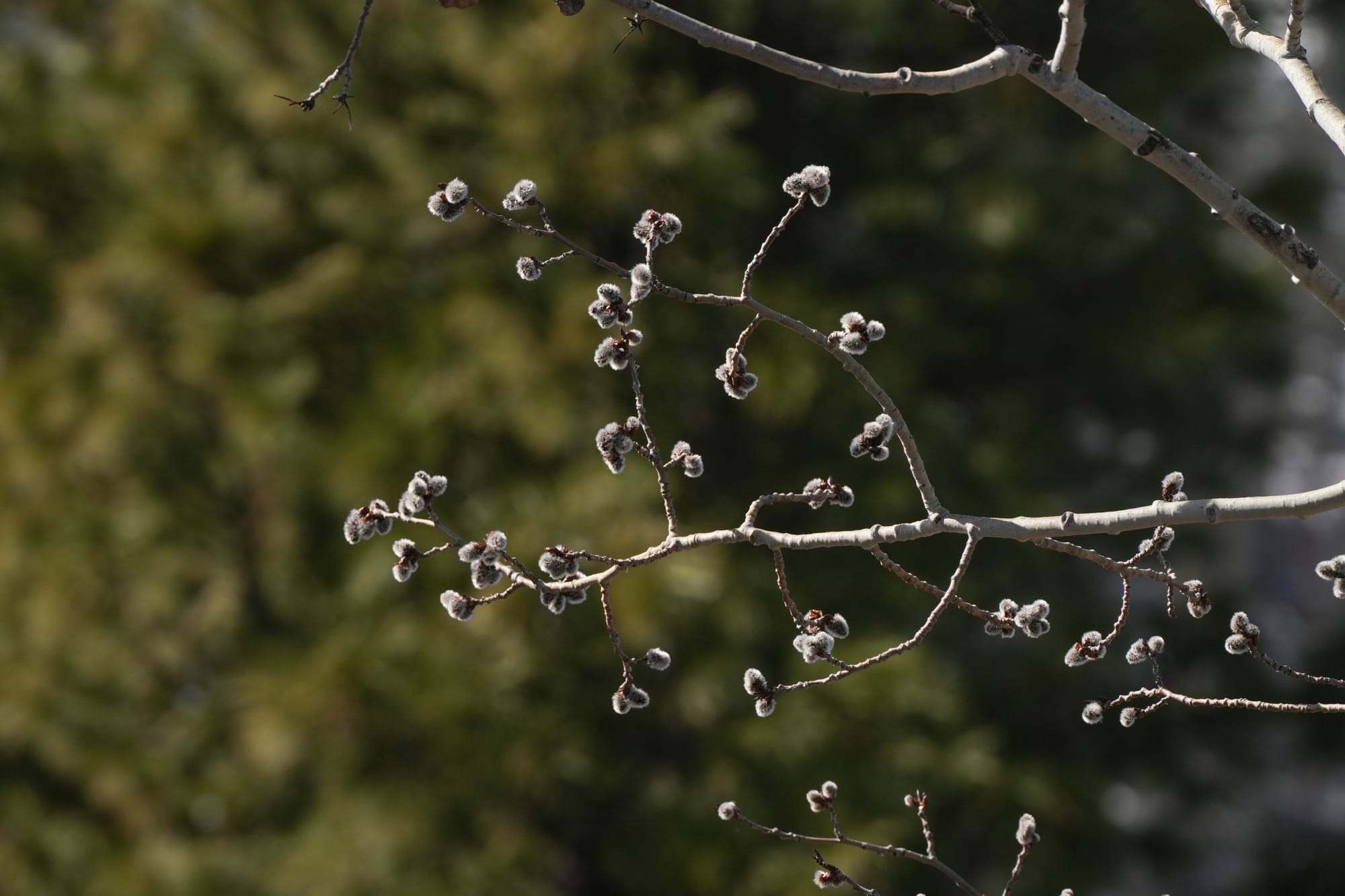 aspen catkins