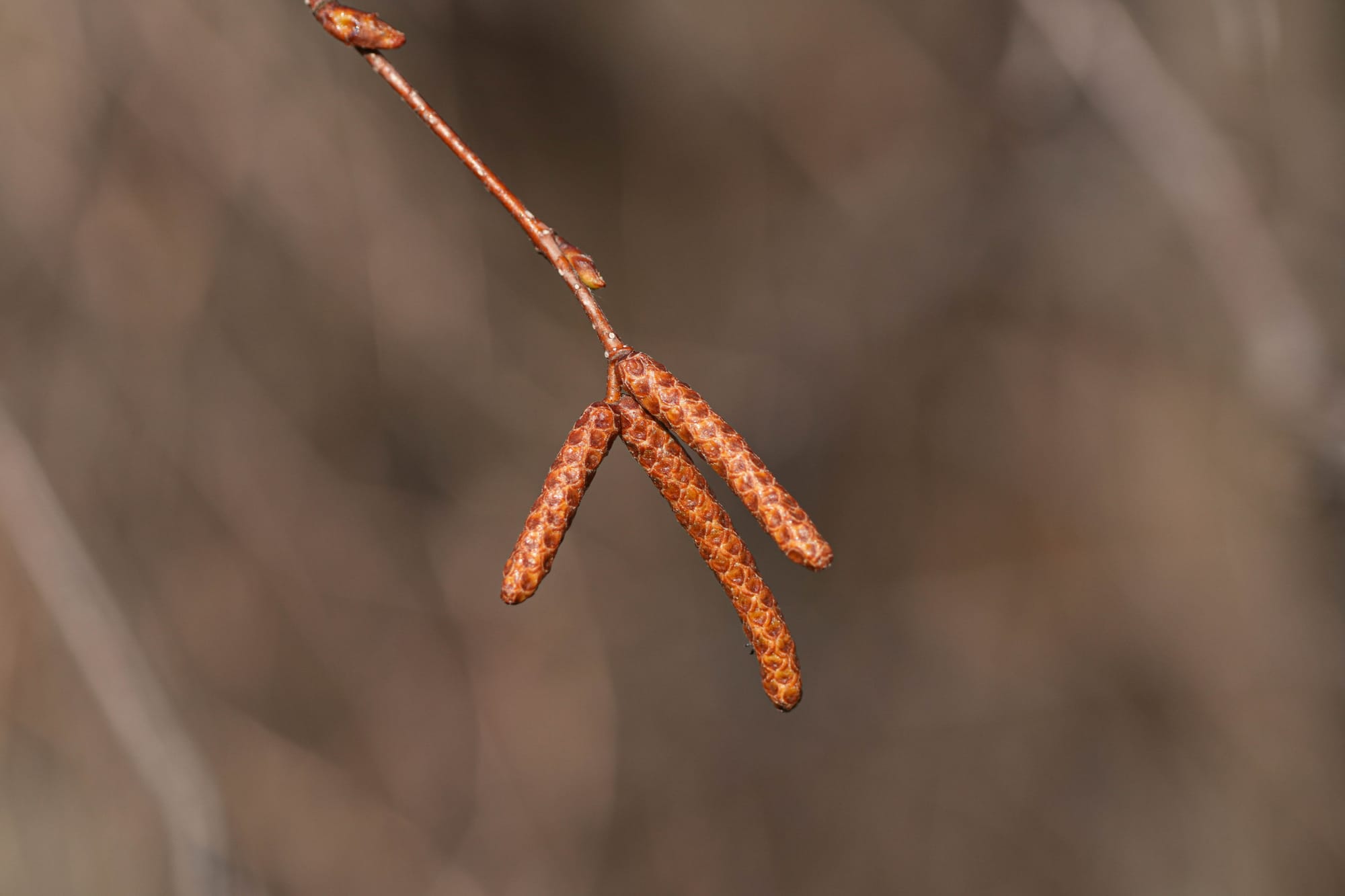 birch catkin