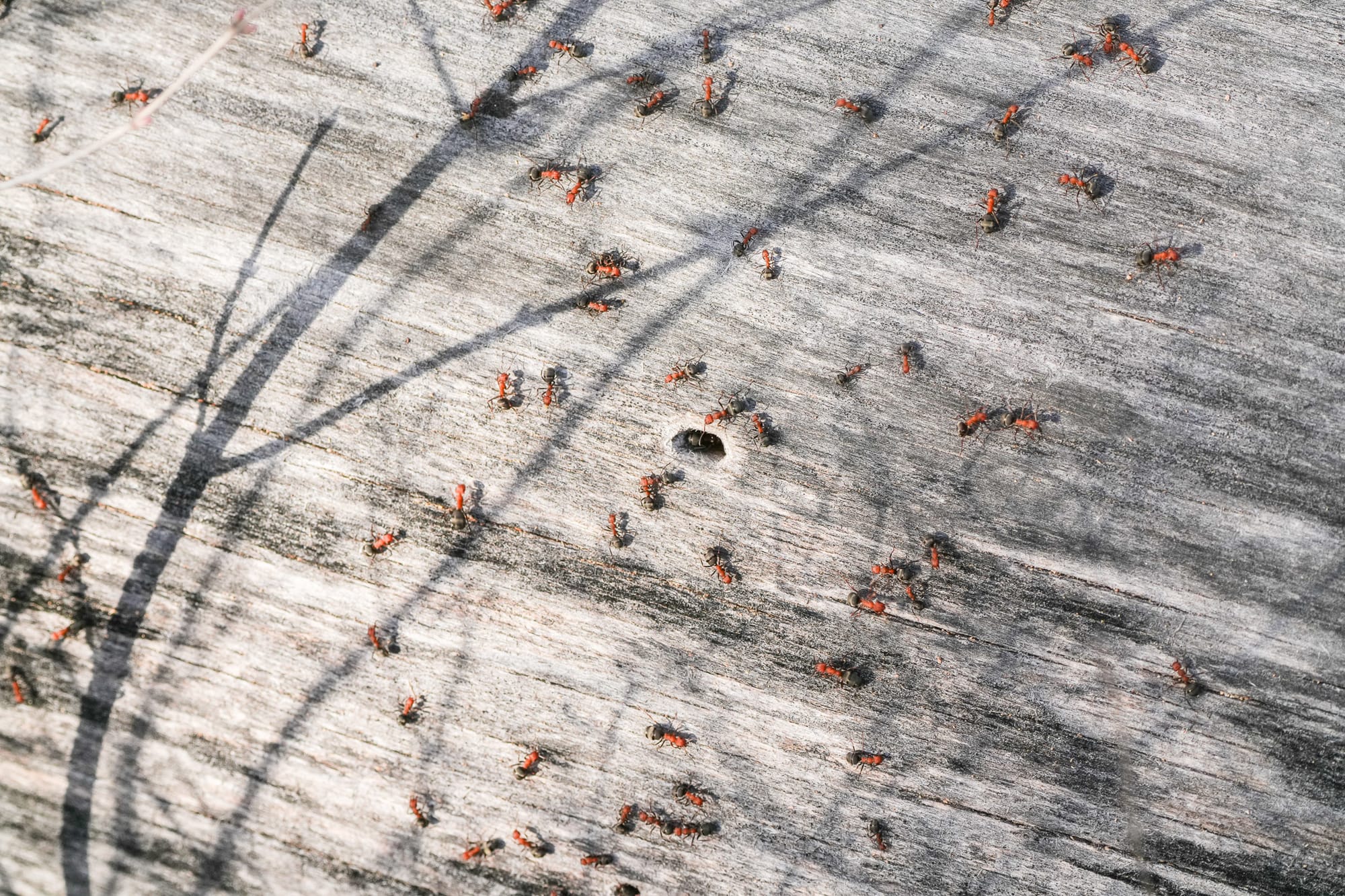 western thatching ants