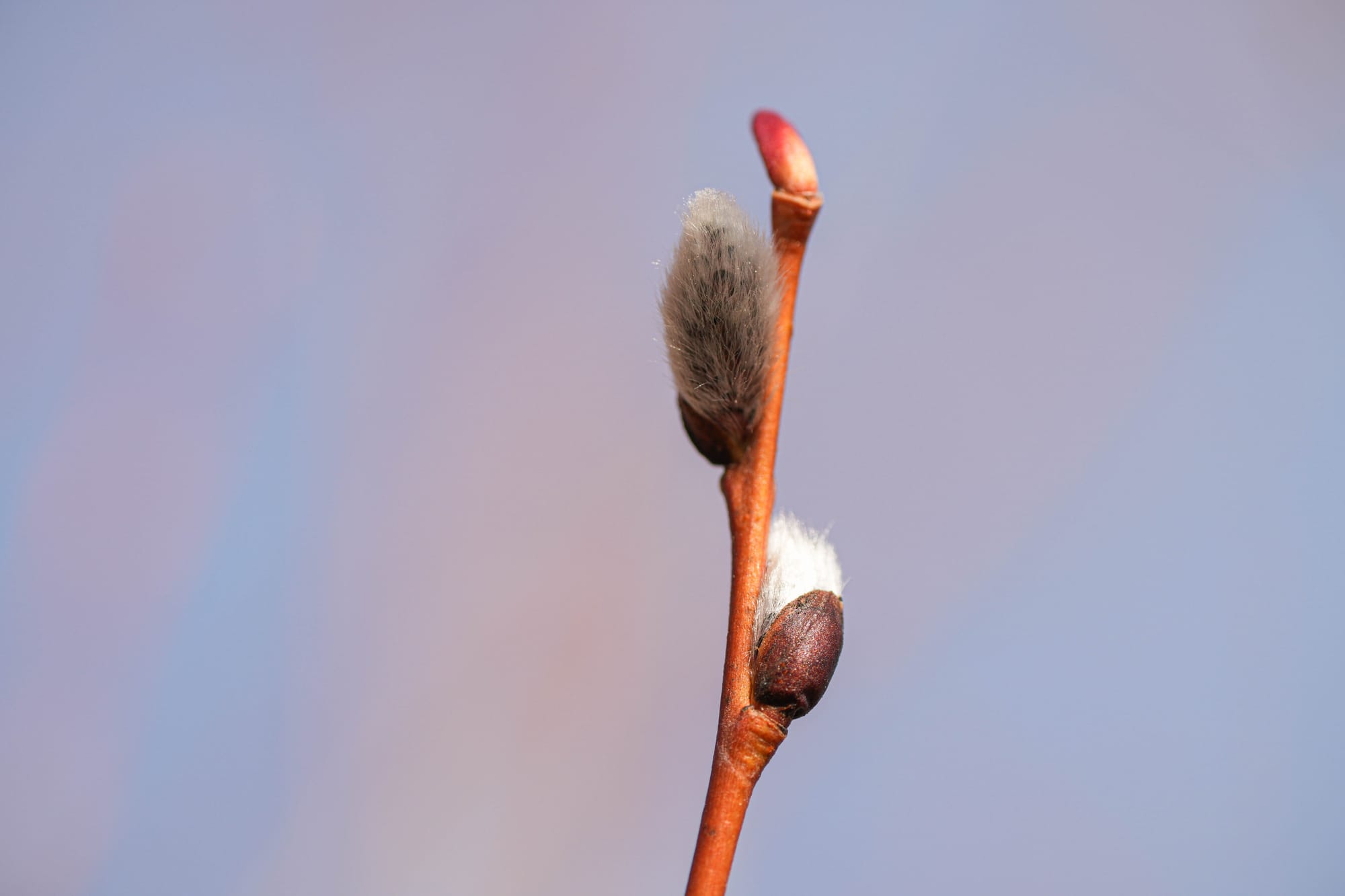 willow catkins