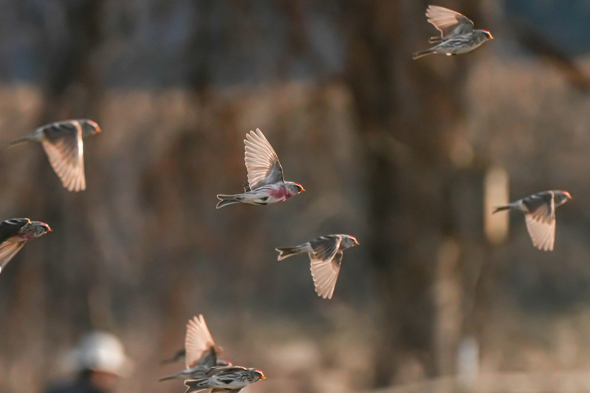 common redpolls