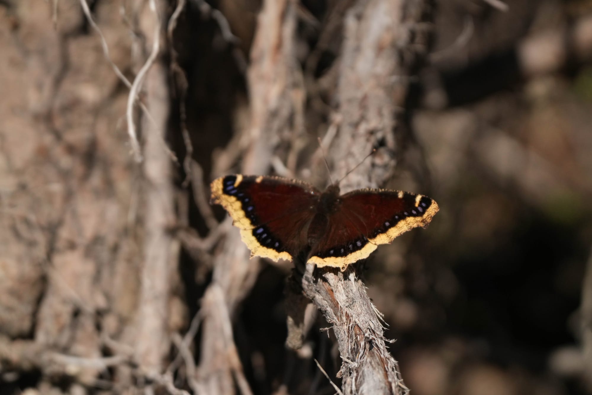 mourning cloak