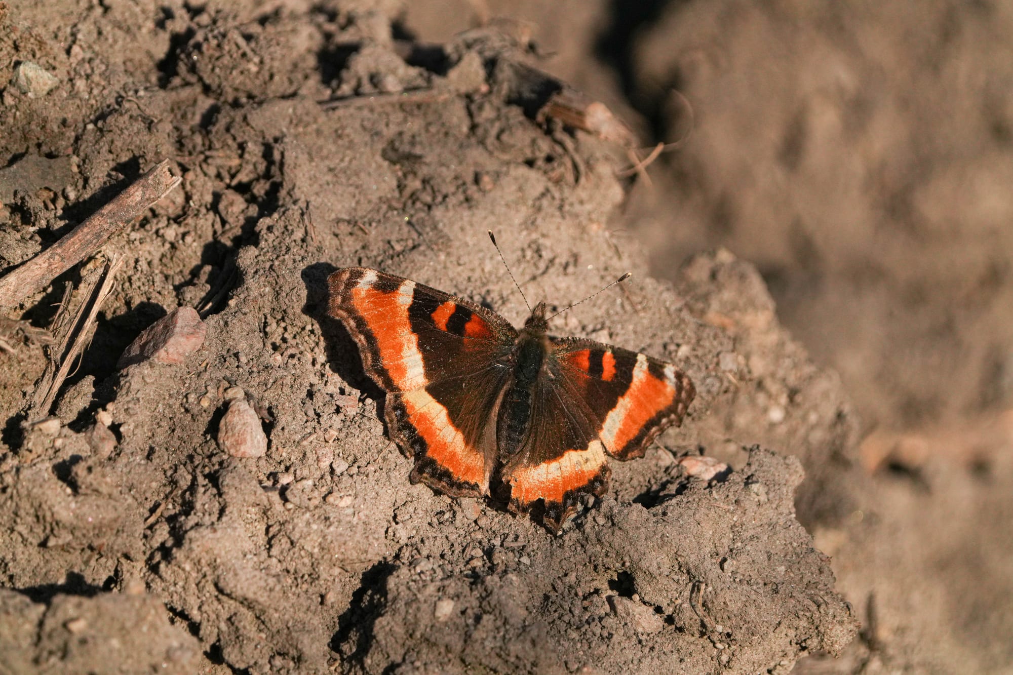 Milbert's tortoiseshell