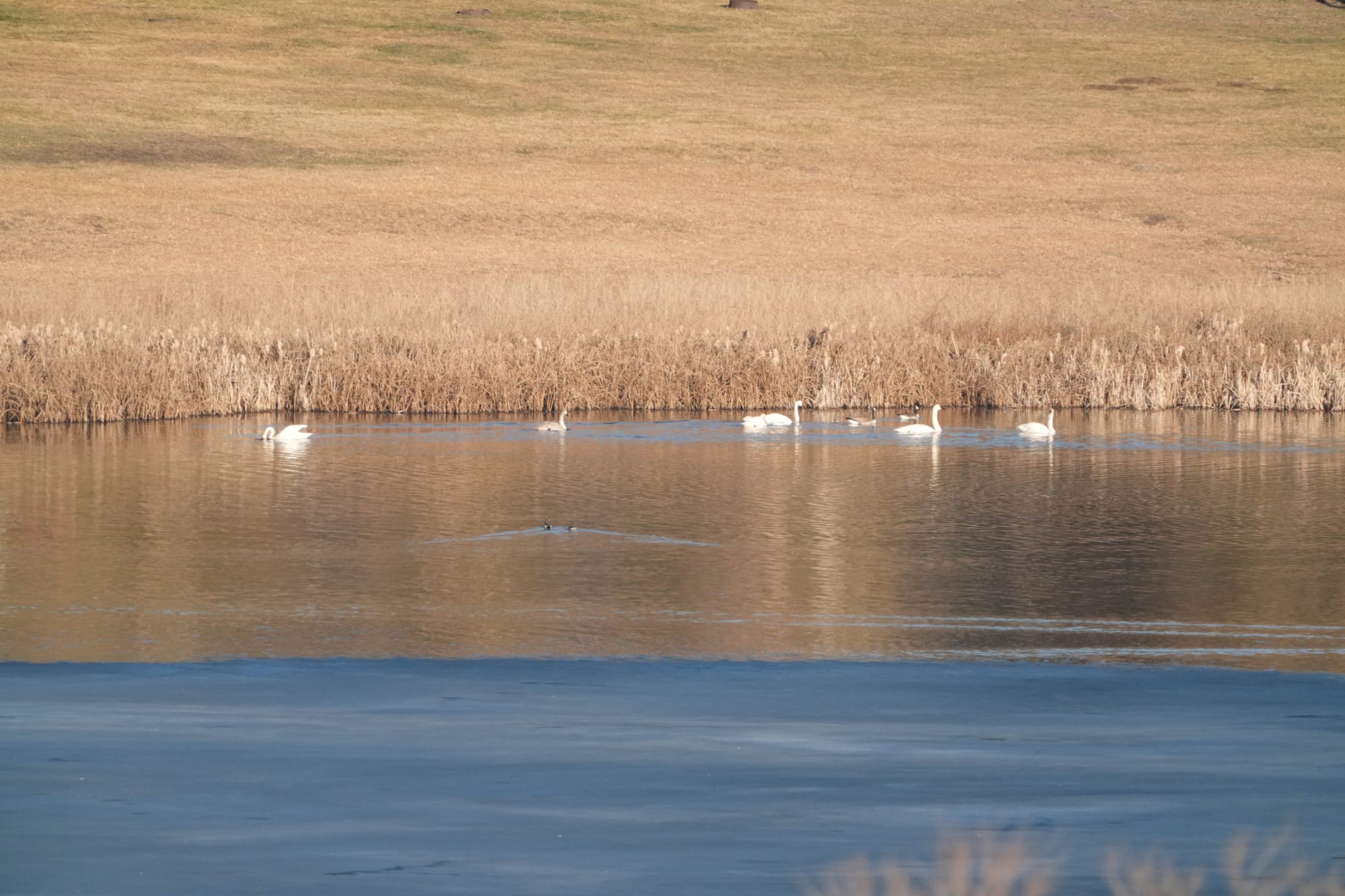 trumpeter swans