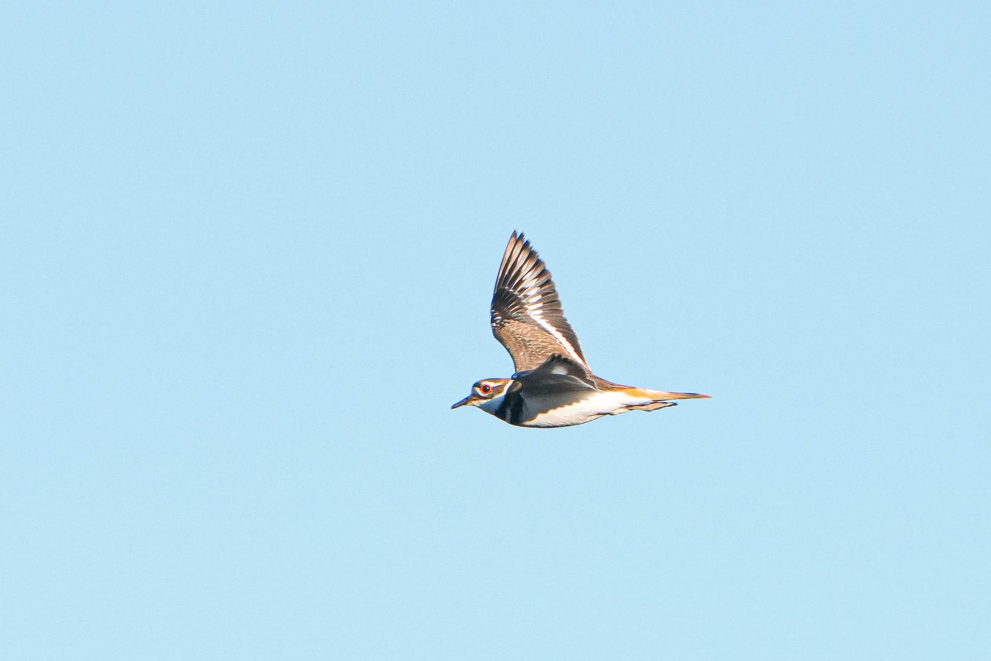 killdeer