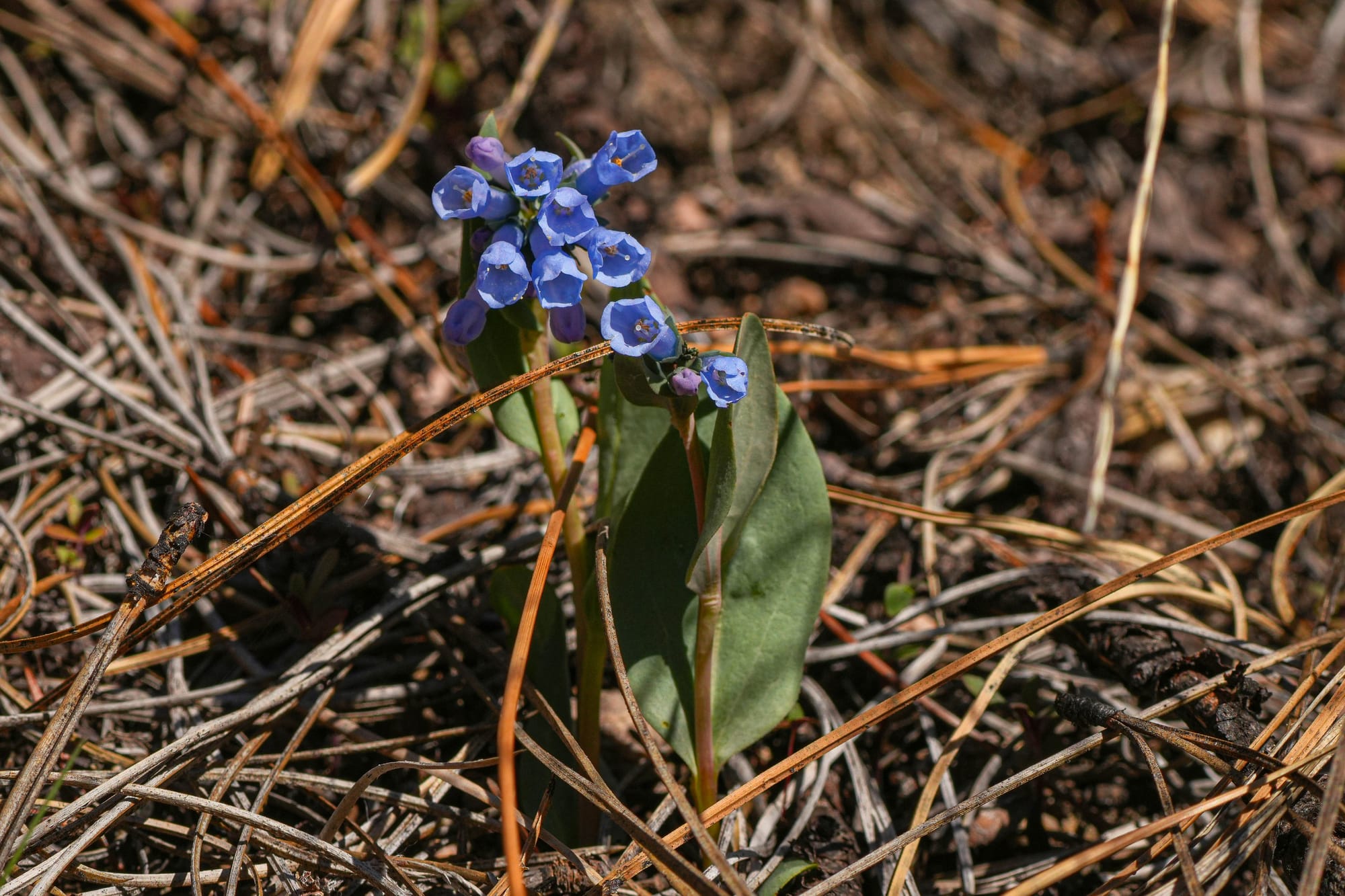 bluebells