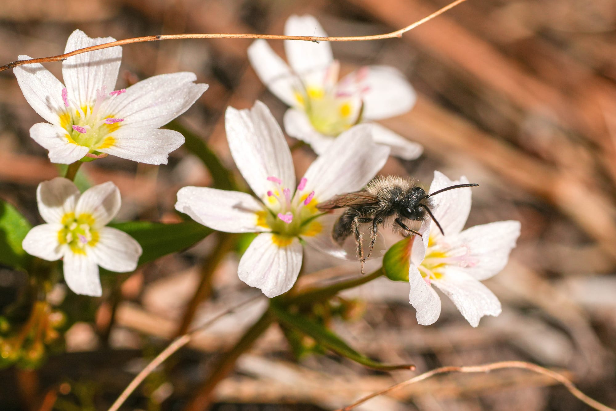 spring beauty