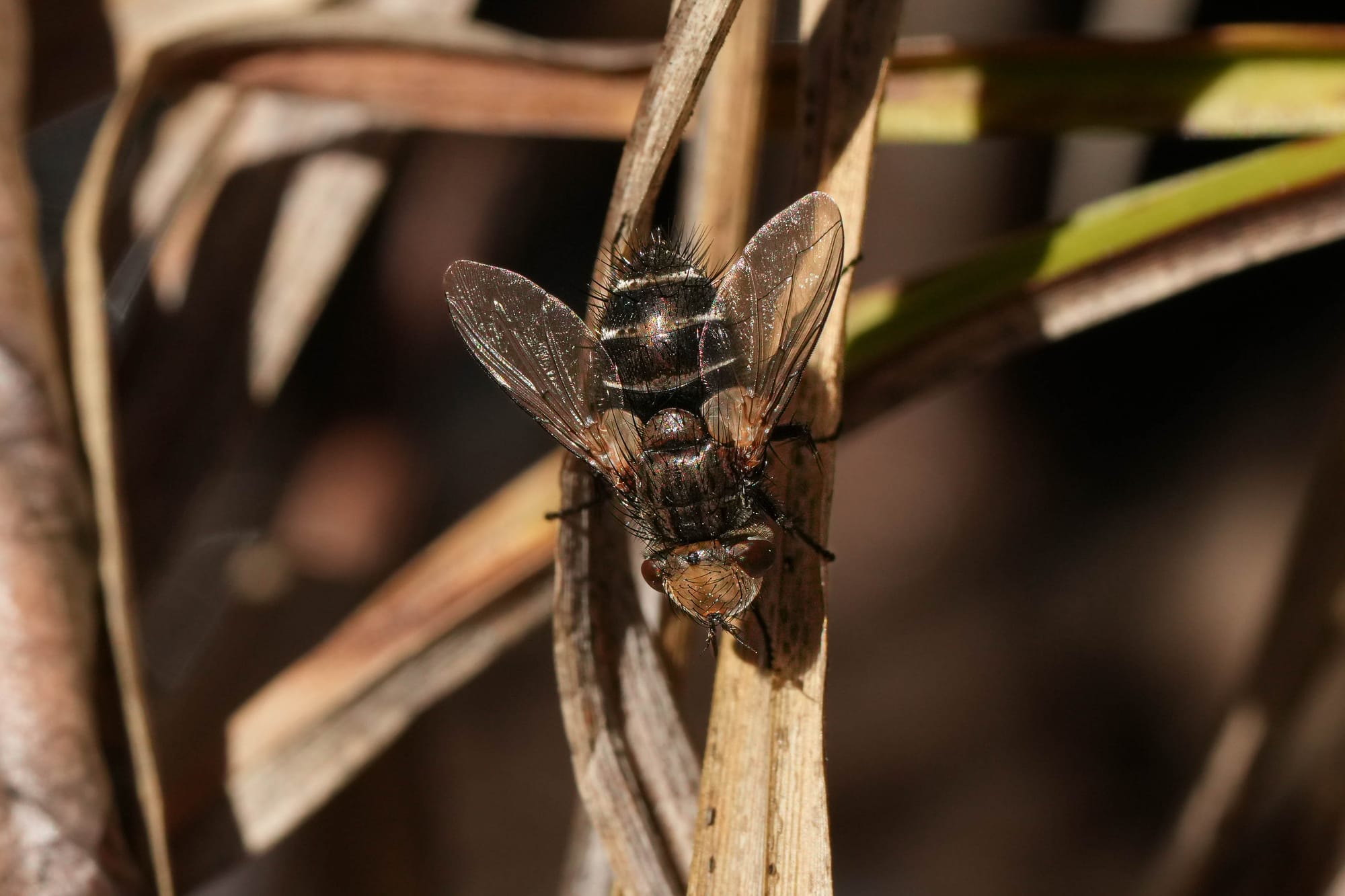 native fly