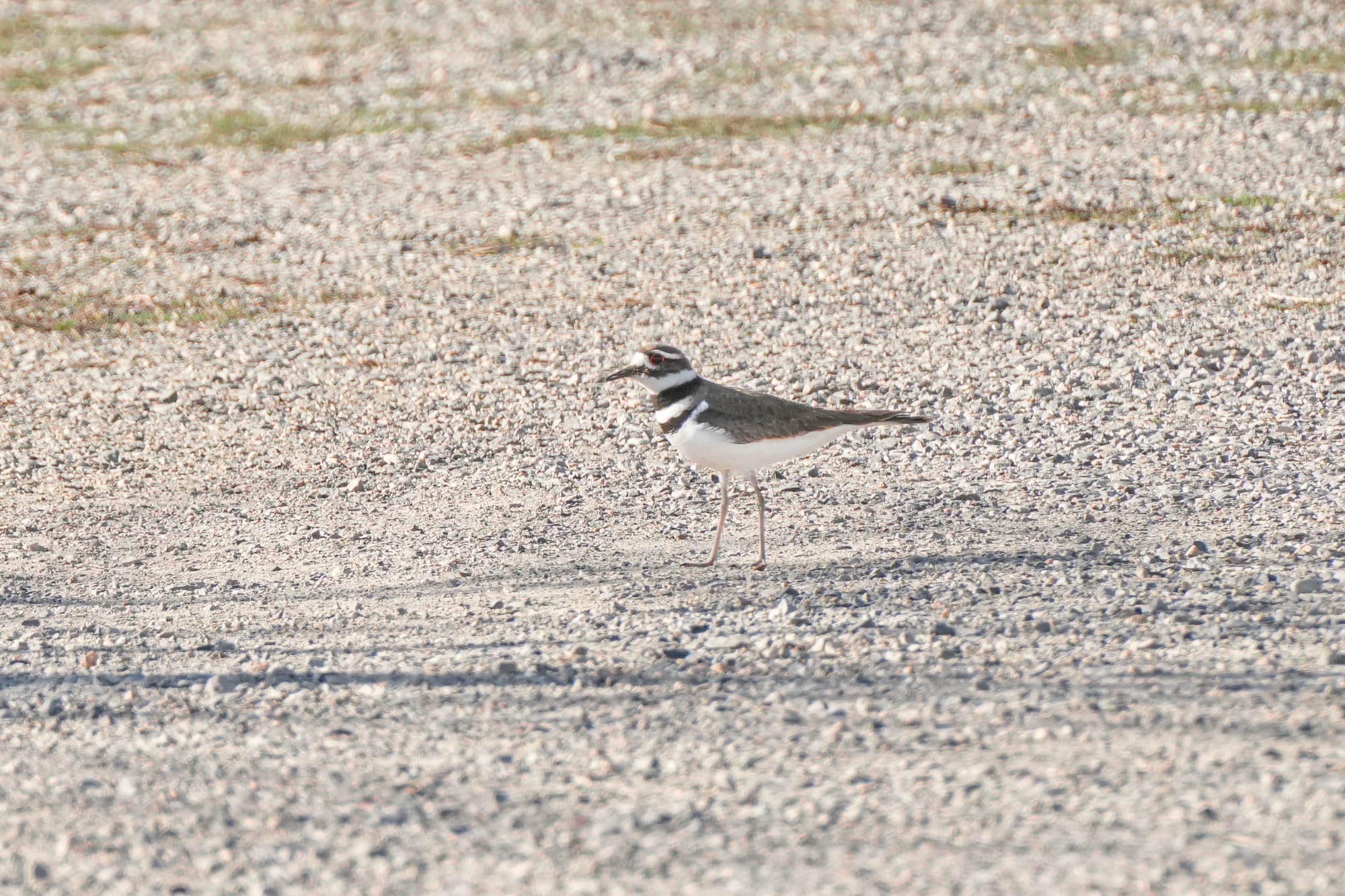 killdeer