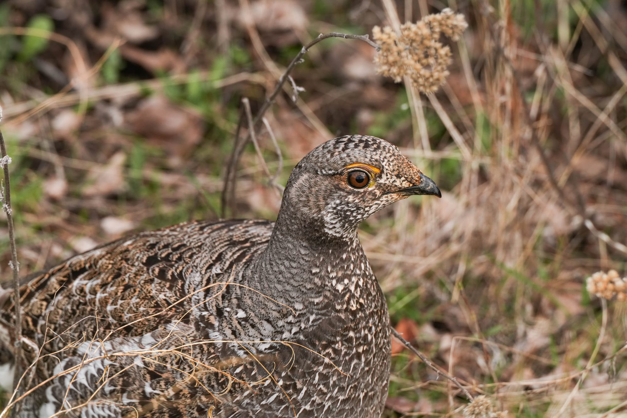 dusky grouse