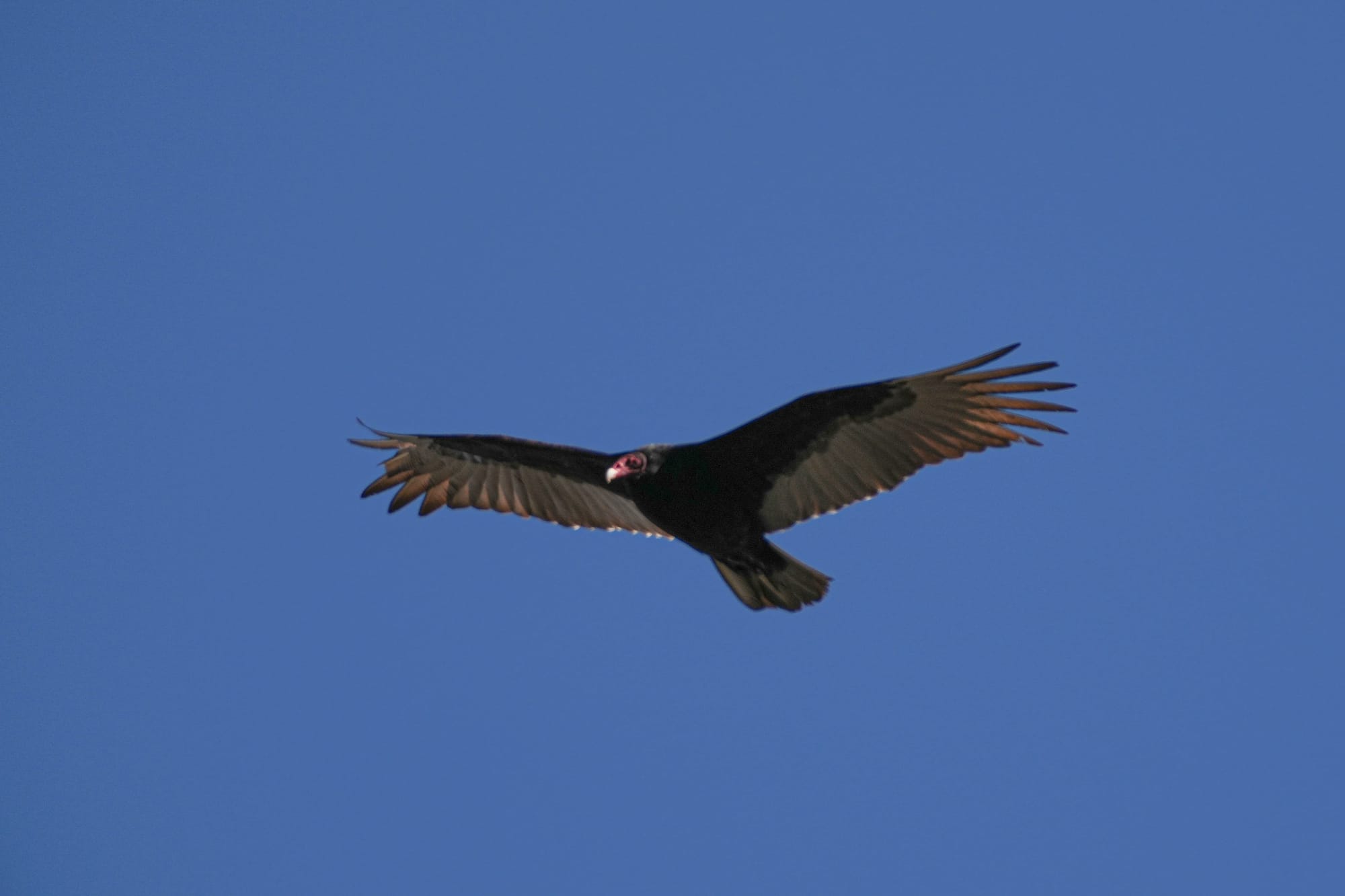 turkey vulture