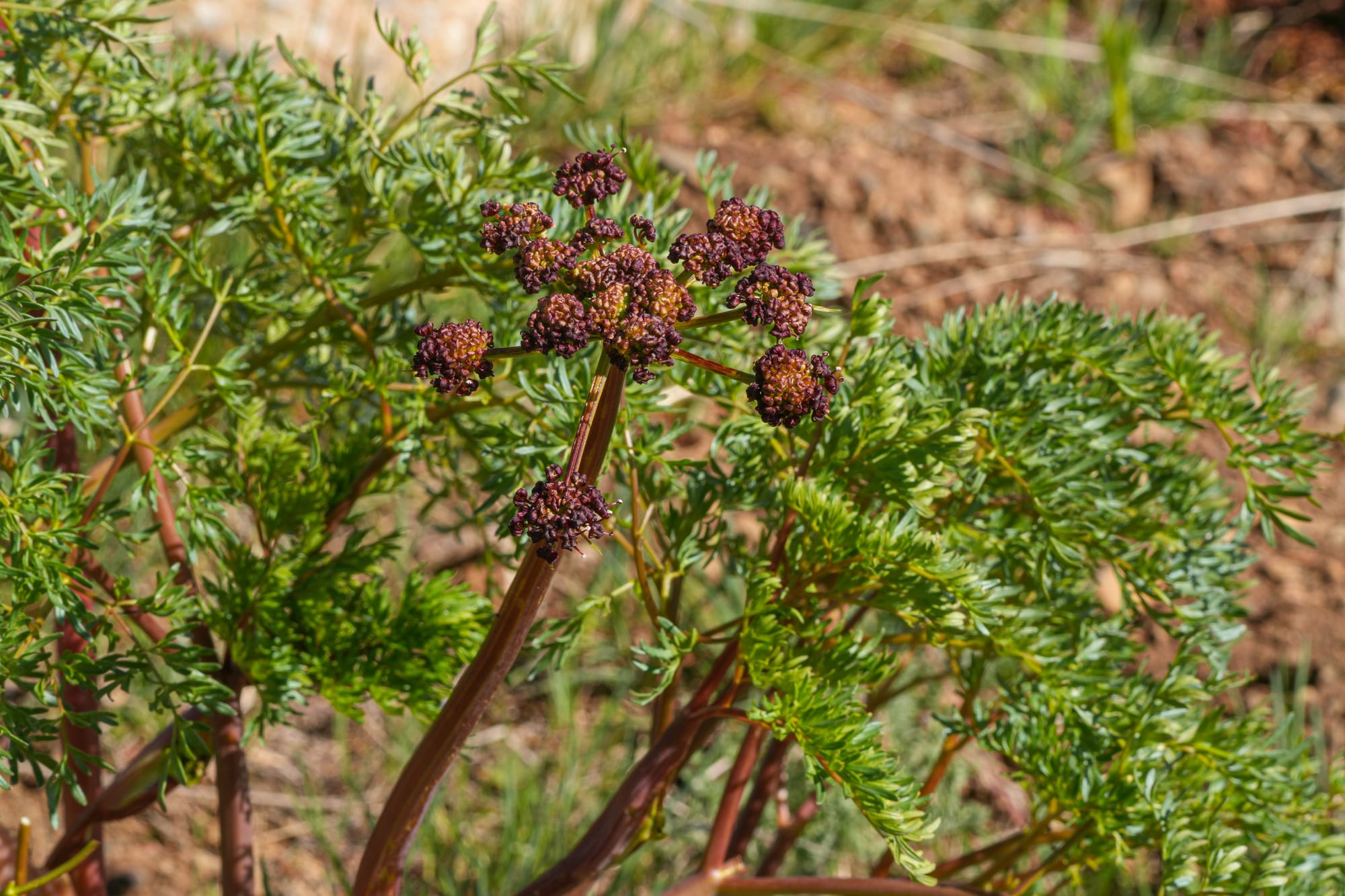 fernleaf desert parsley