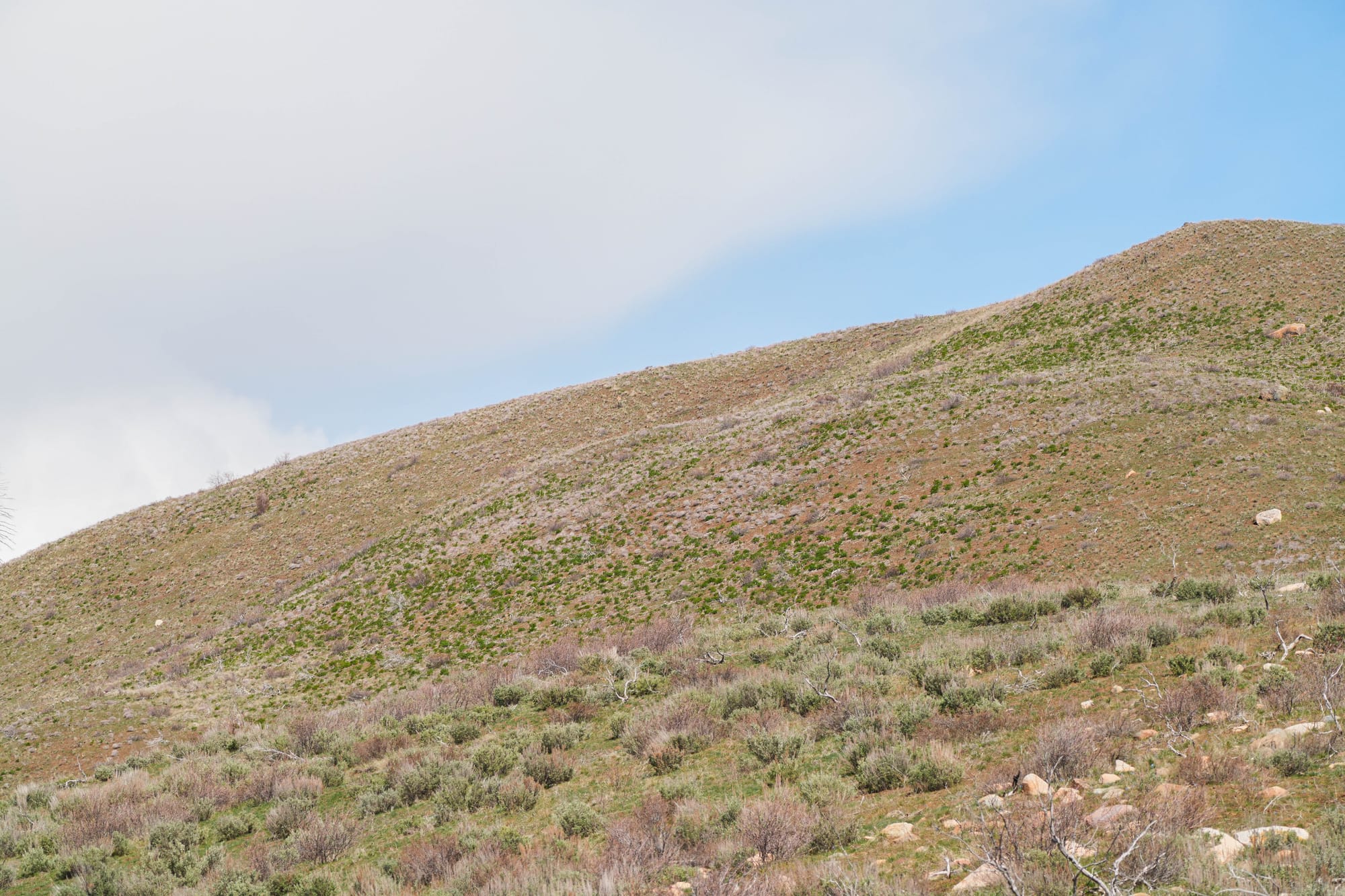 hillside of fernleaf desert parsley