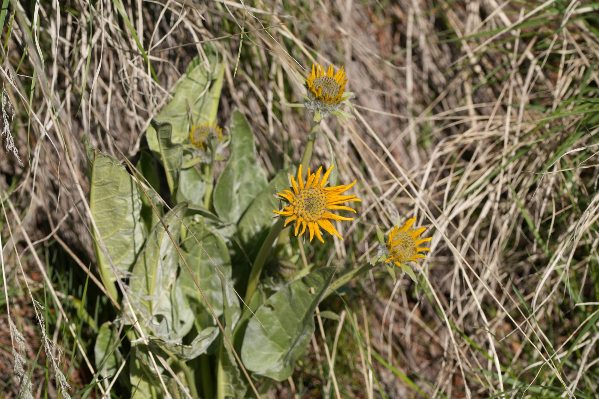 arrowleaf balsamroot