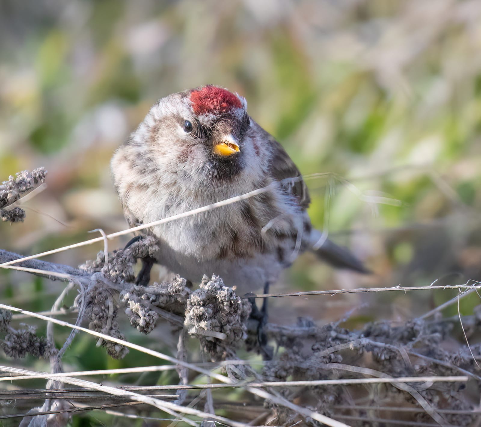 common redpoll