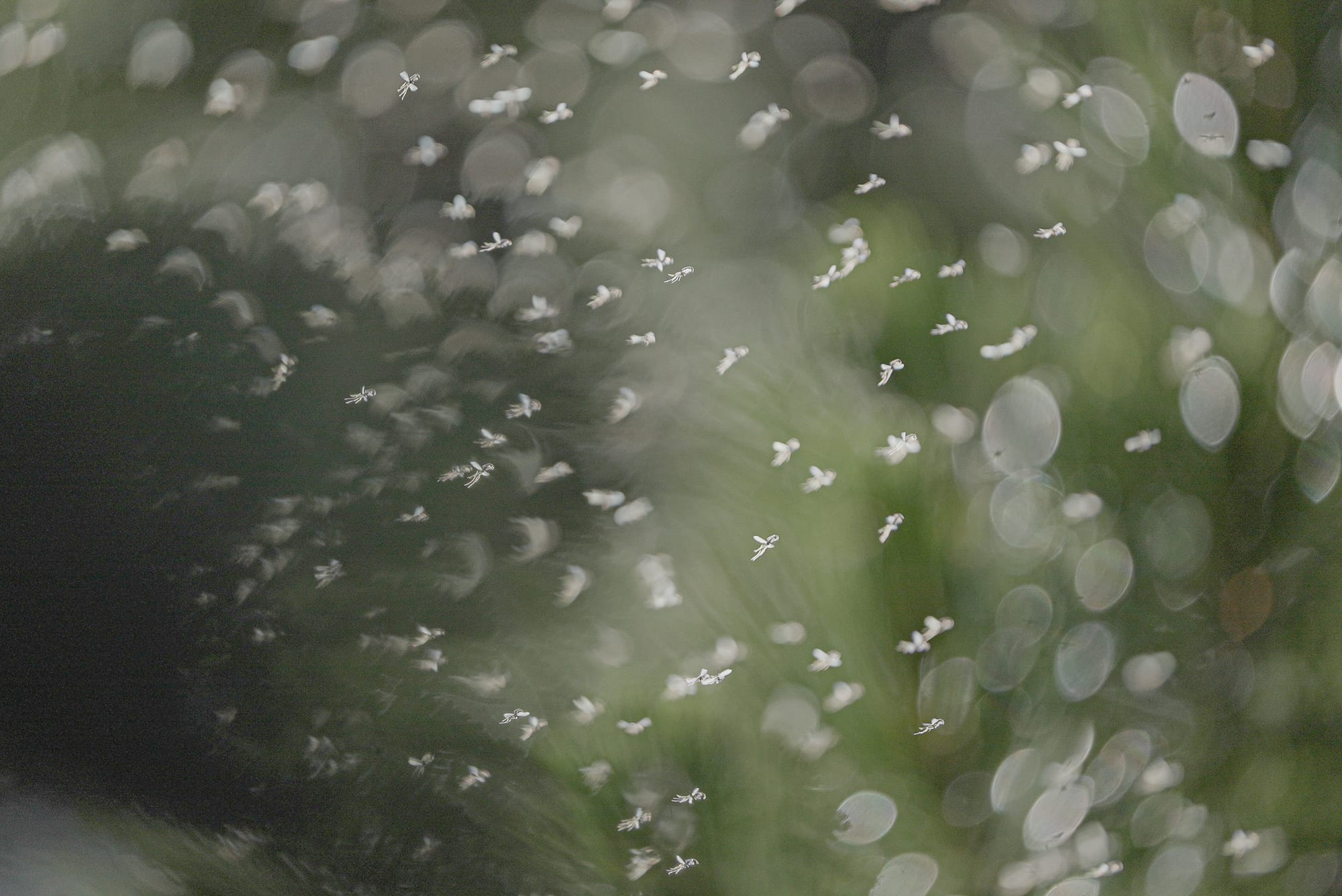 midge swarm