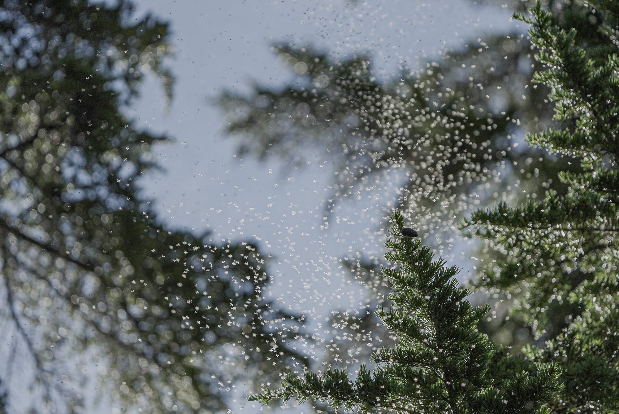 midge swarm