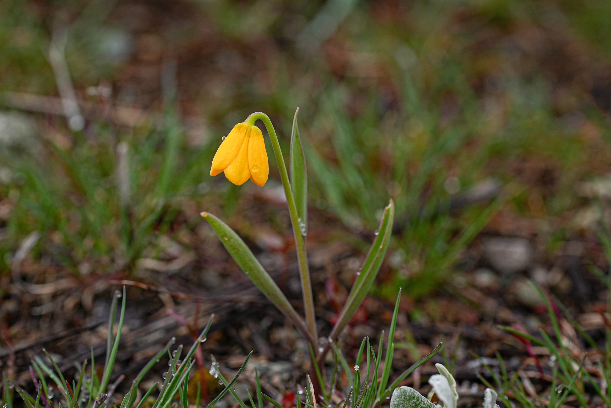 yellow bells