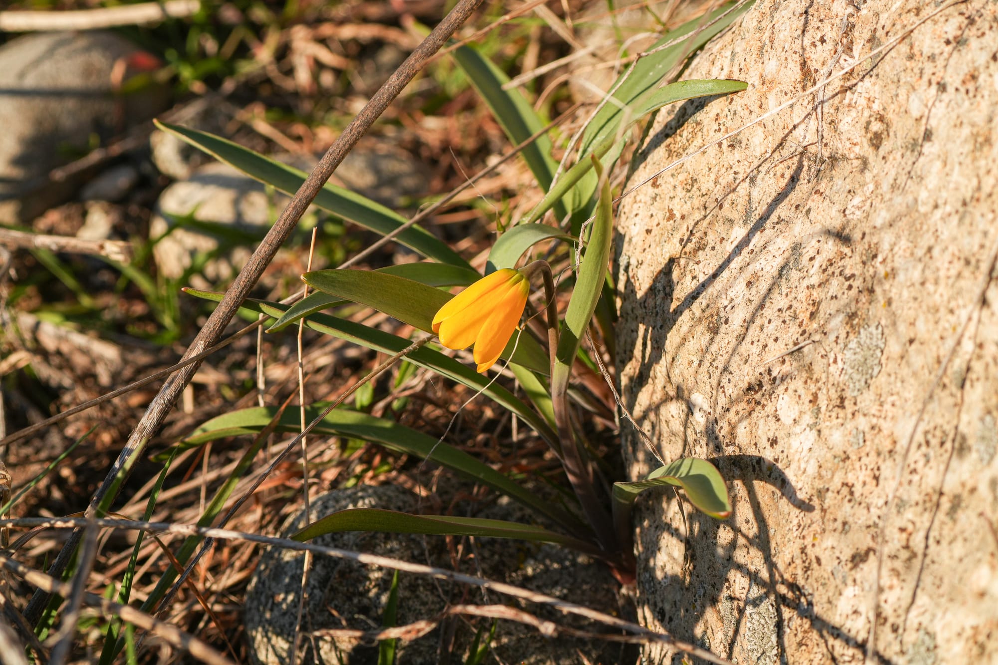 yellow bells