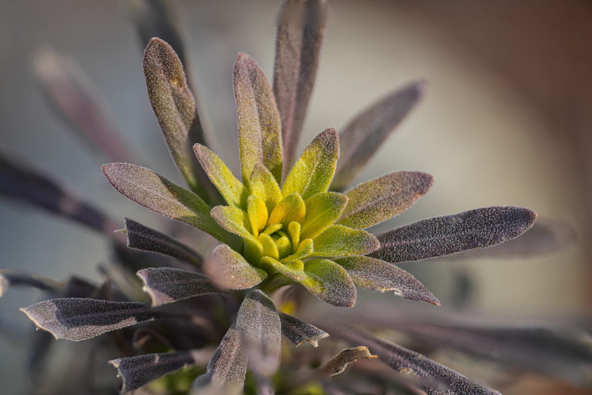 rust fungus