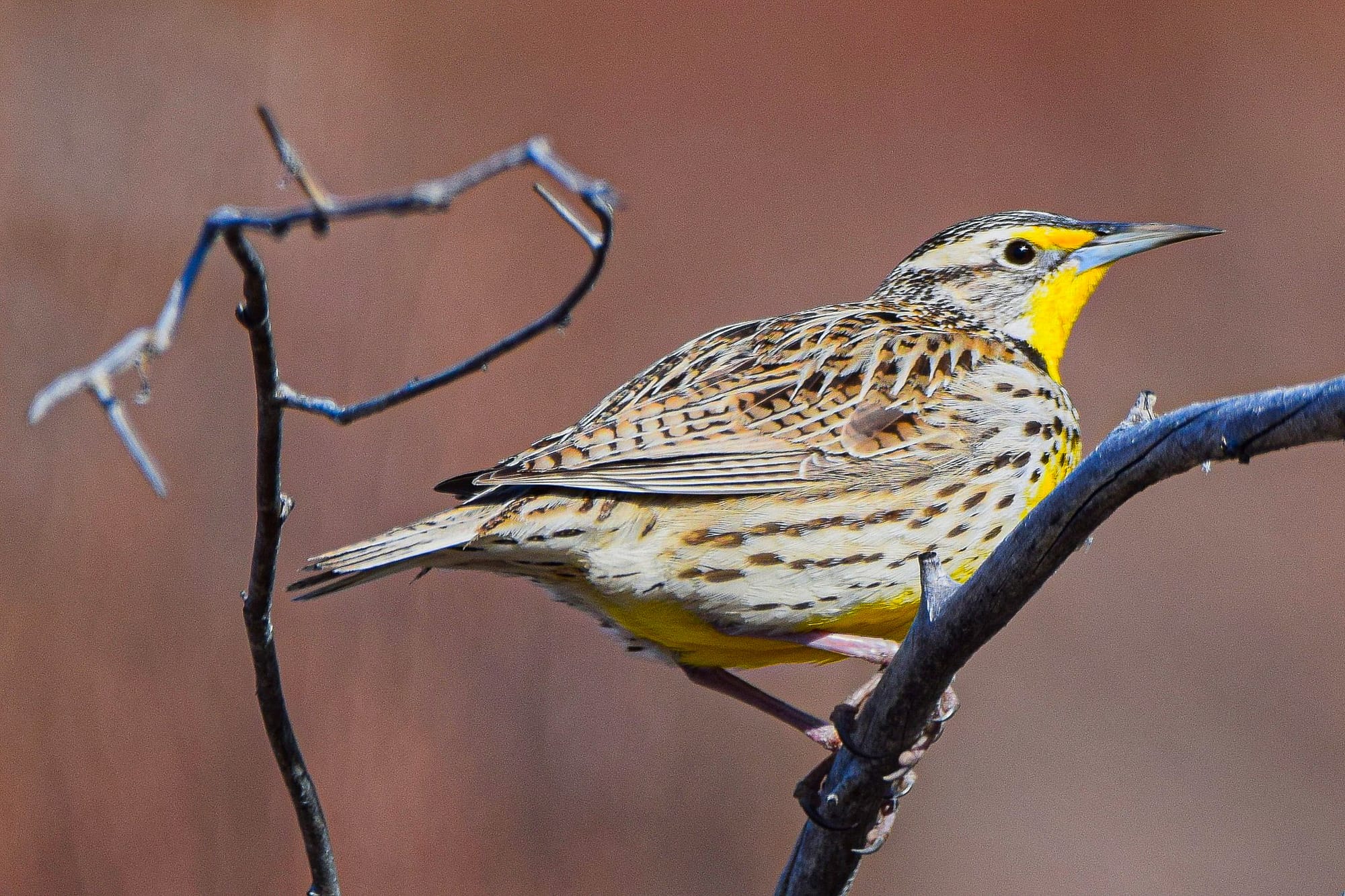 western meadowlark