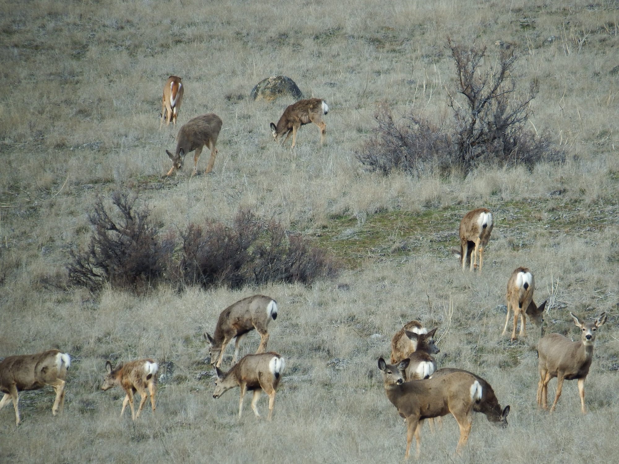 mule deer