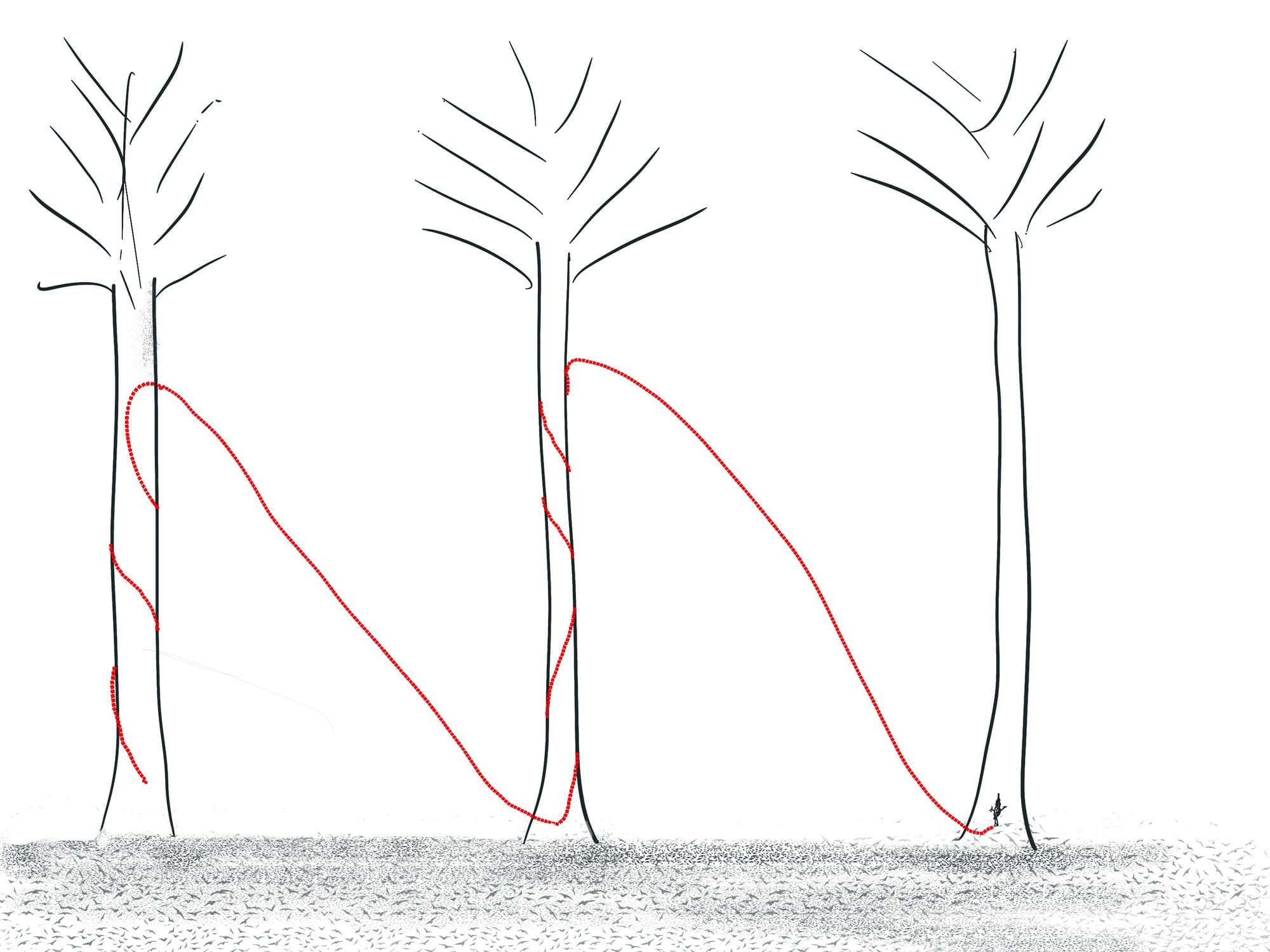 graphic of brown creeper foraging behavior