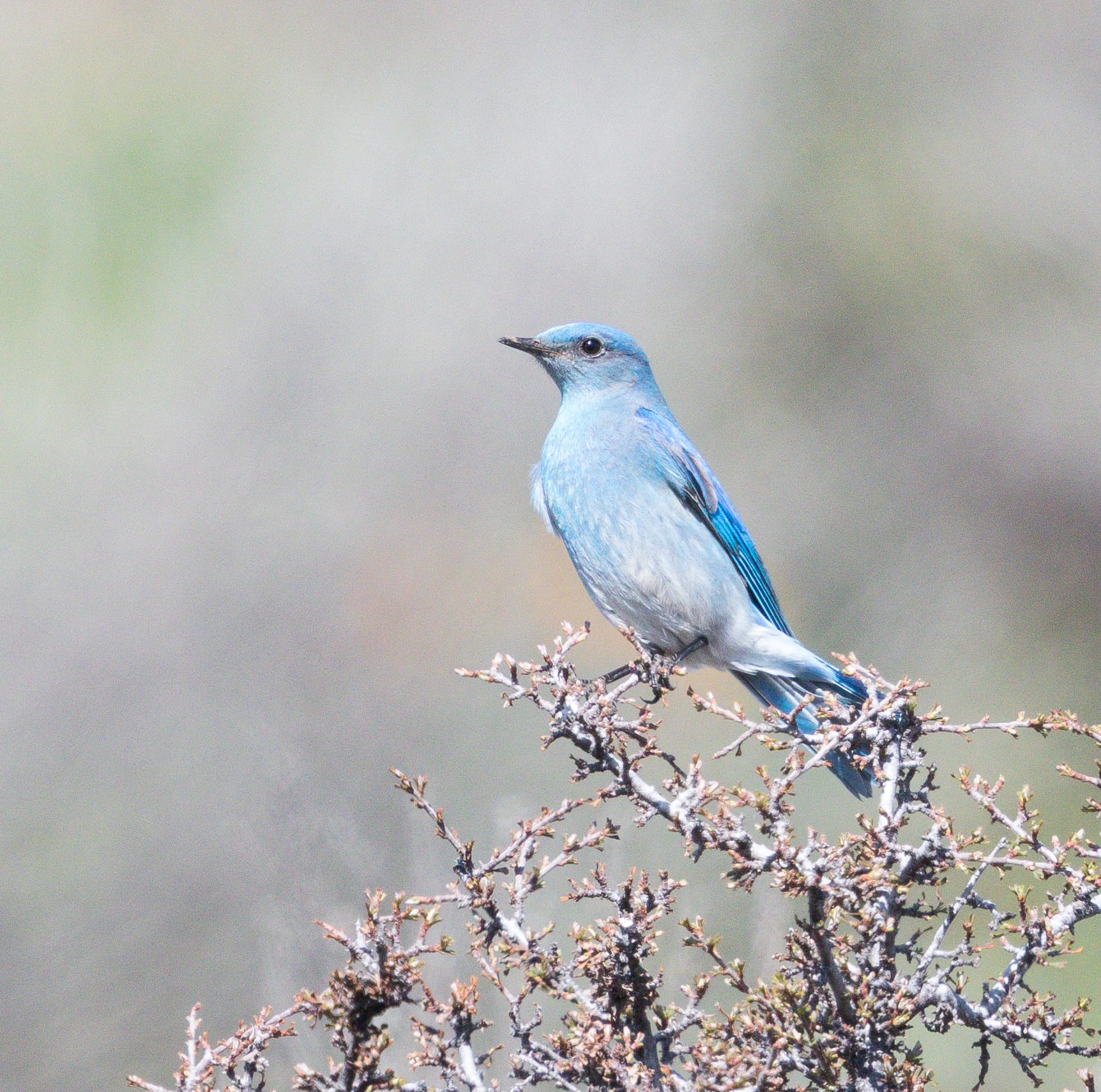 mountain bluebird