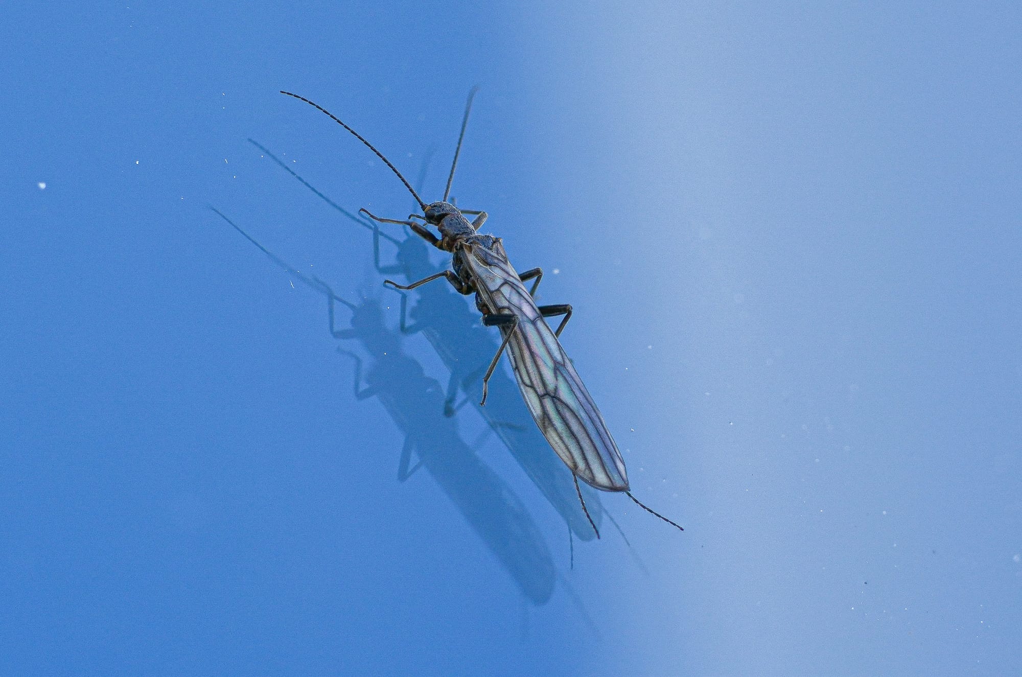 stonefly