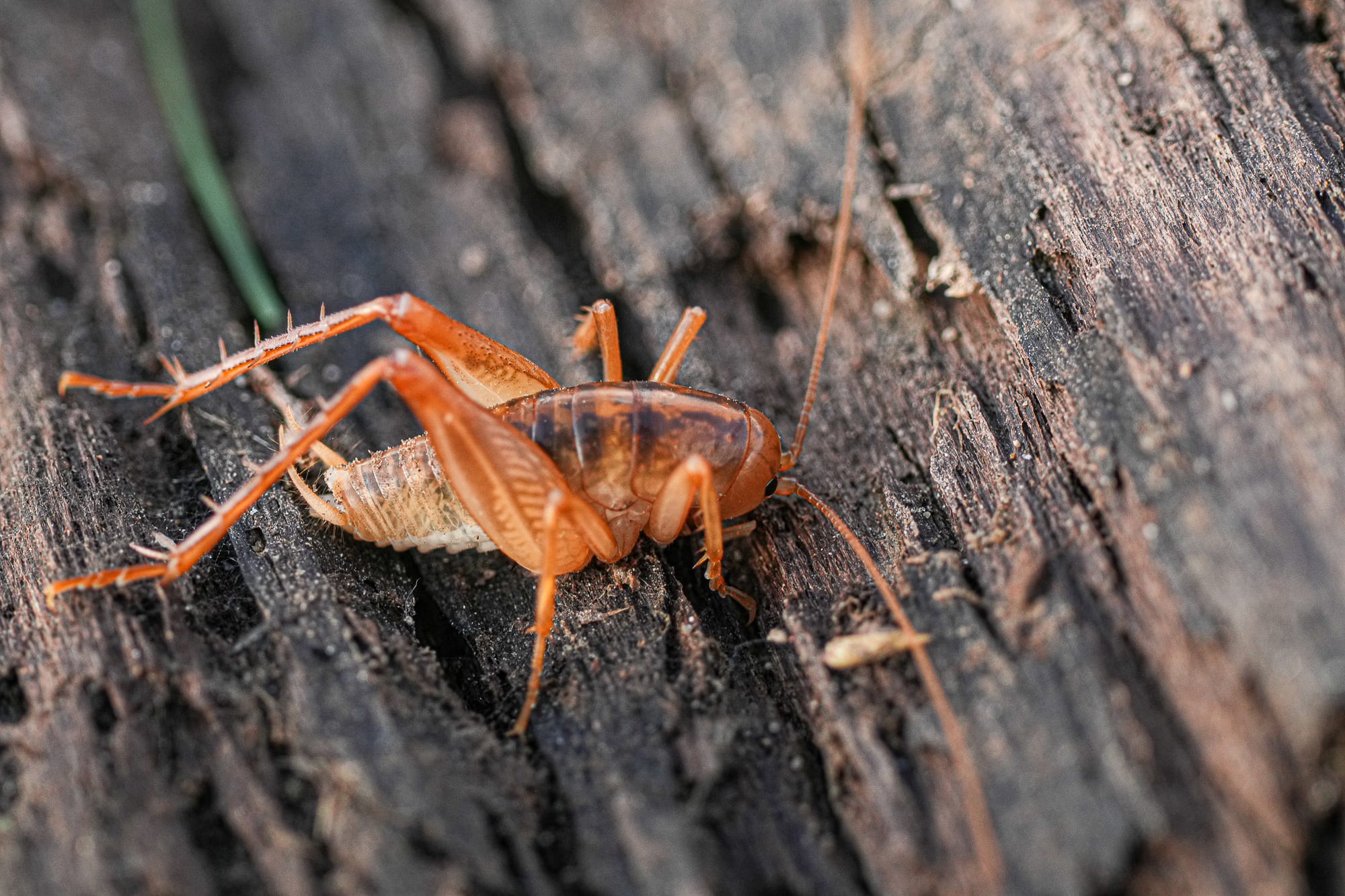 camel cricket