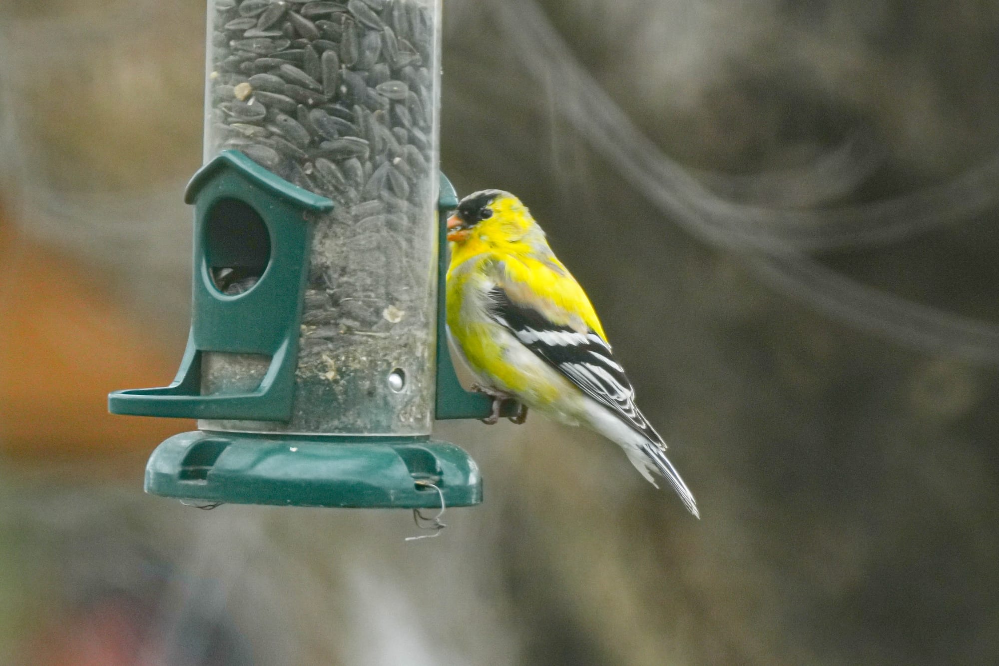 American goldfinch