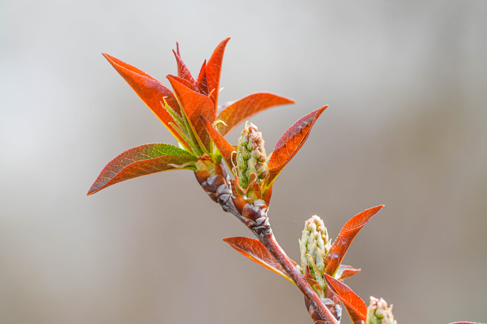 chokecherry