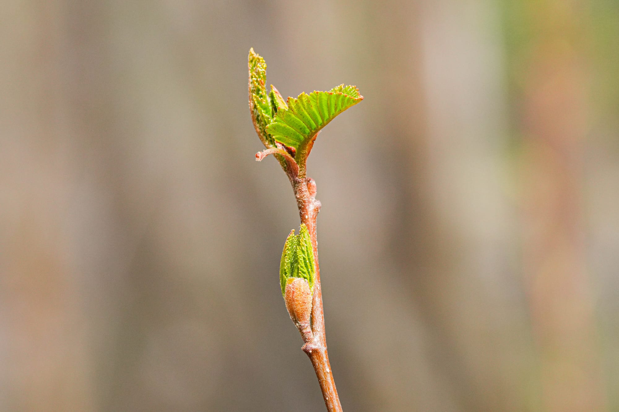 alder