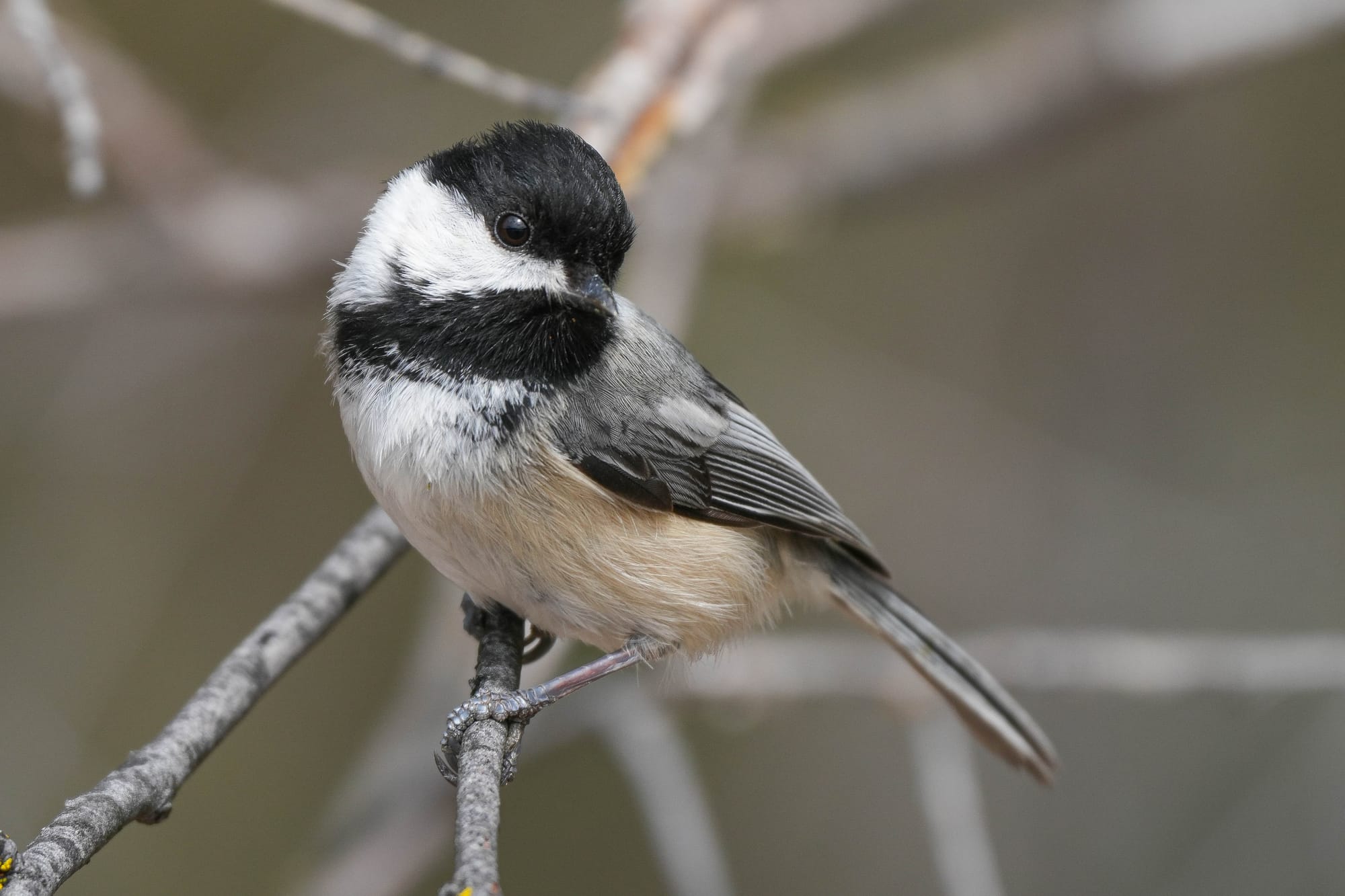 black-capped chickadee