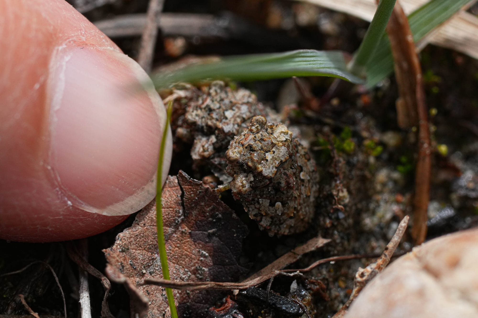 mating toad bugs