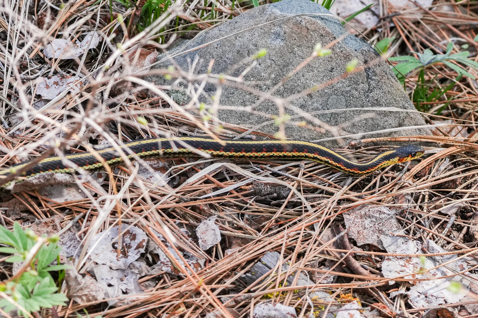 valley garter snake