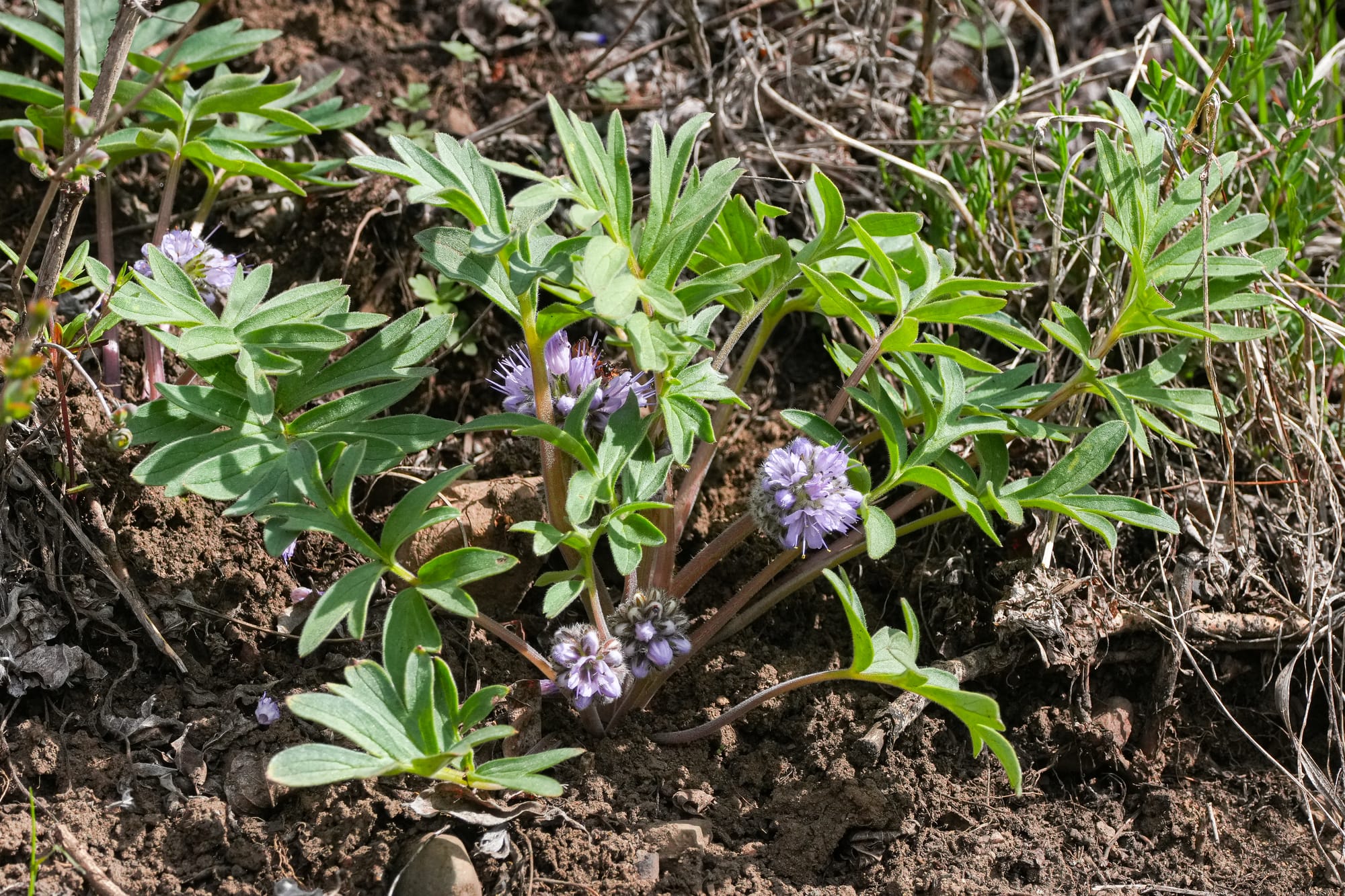 ballhead phacelia 