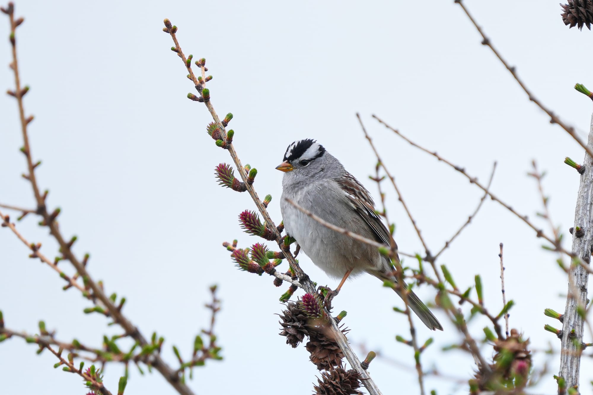 white-crowned sparrow