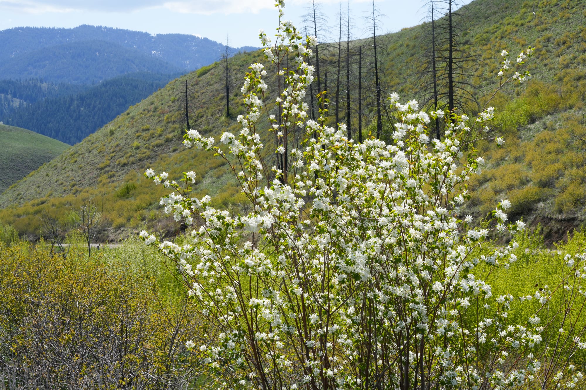 serviceberry flowers