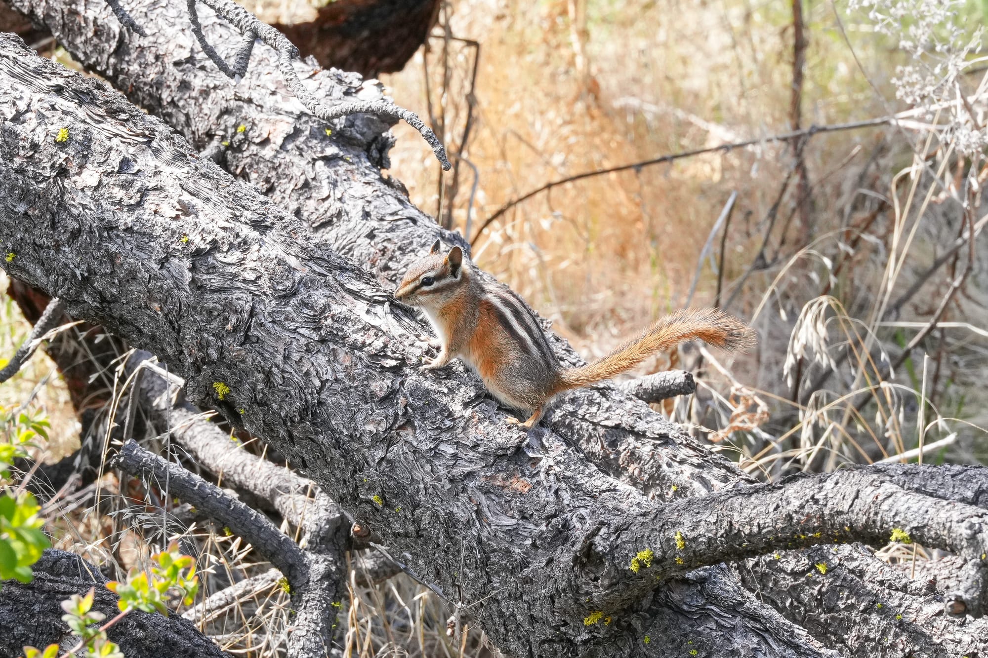 yellow-pine chipmunk