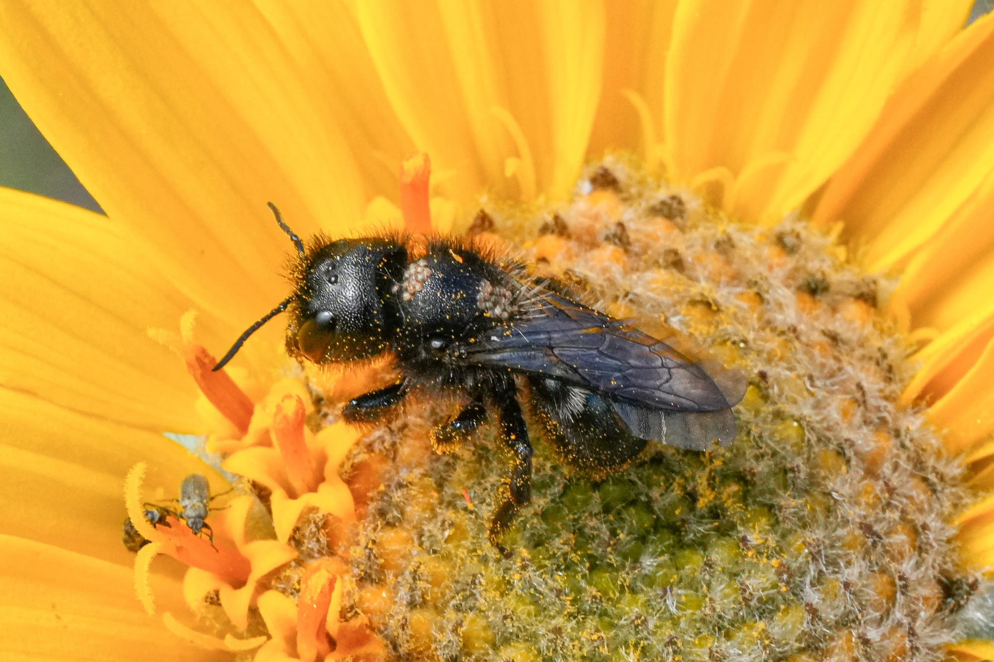 bee on flower