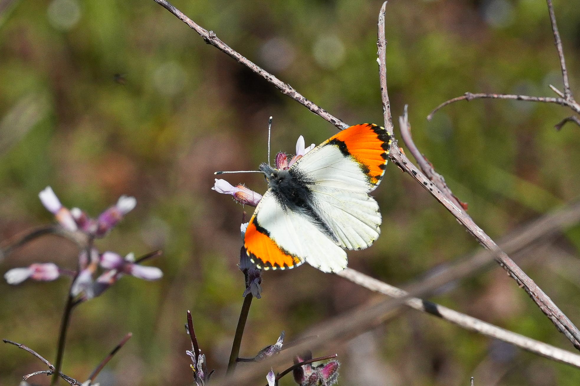 Julia orangetip