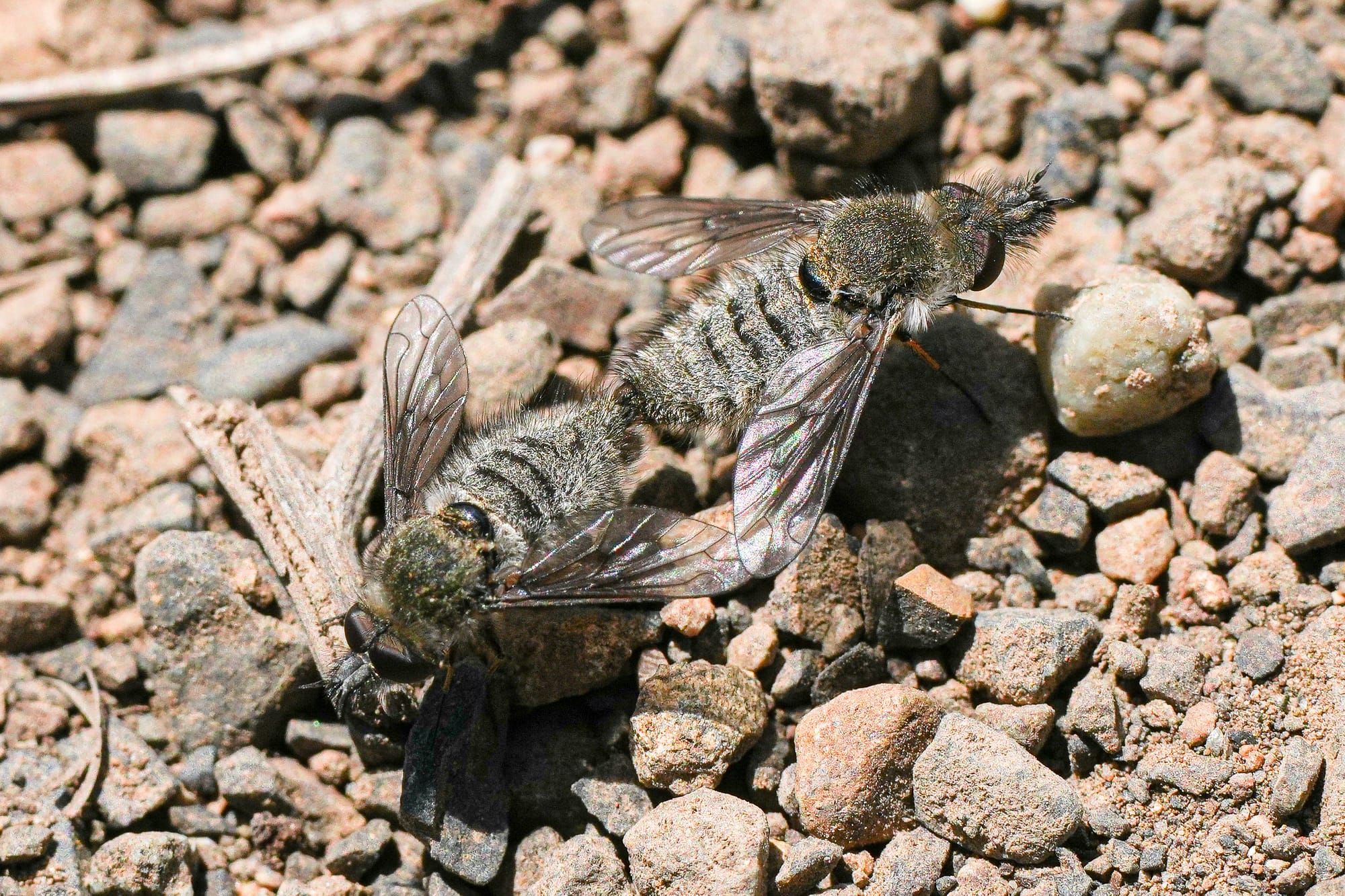 mating flies