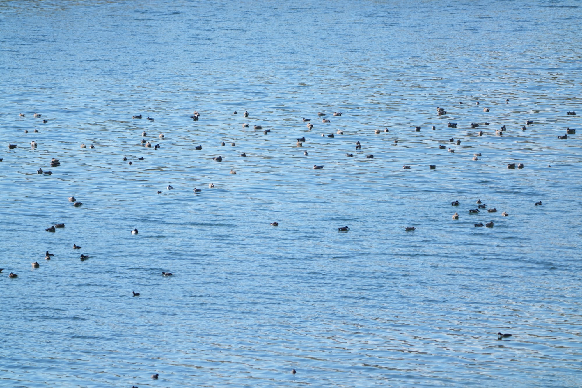 ducks on lake