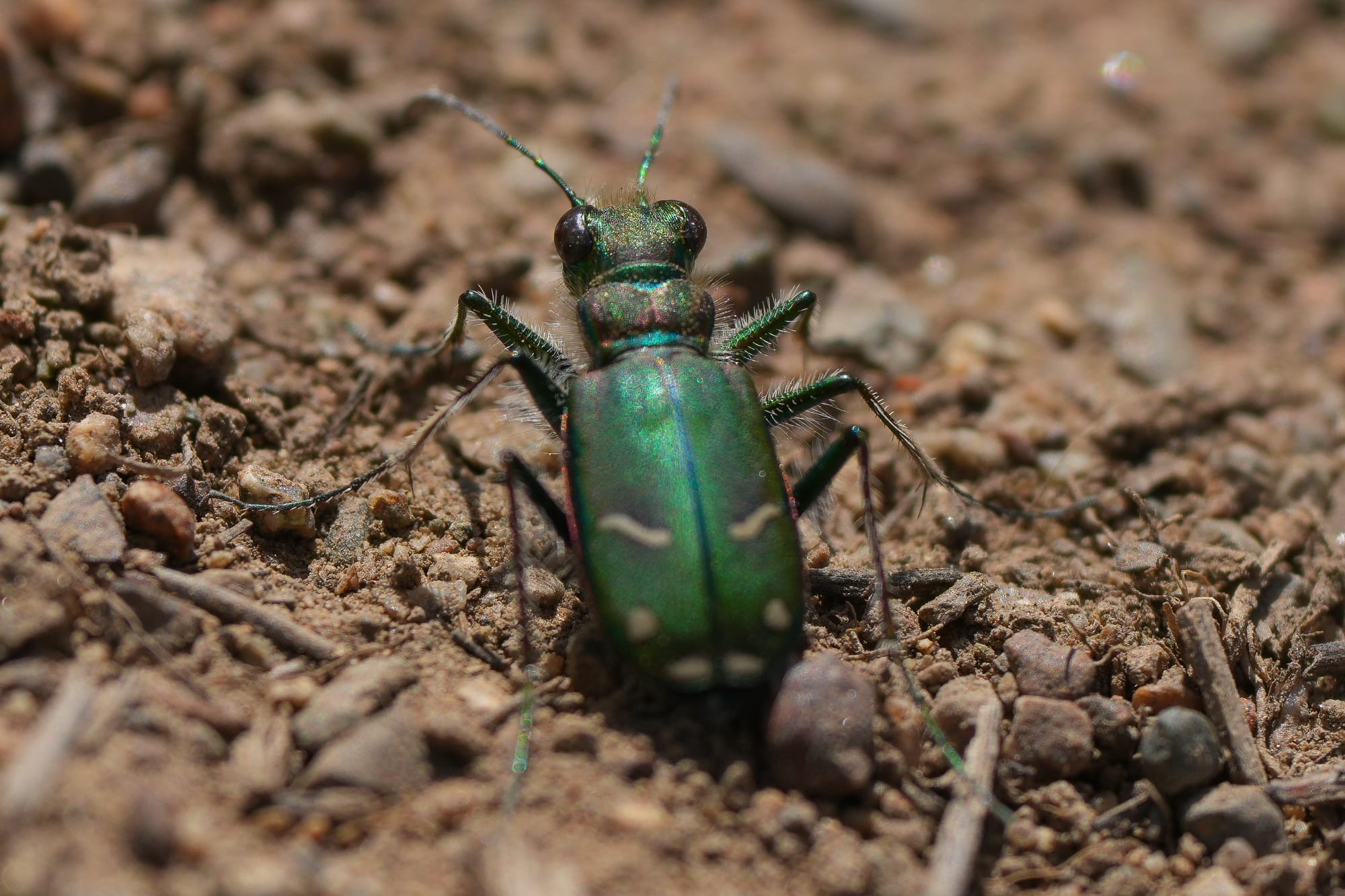 tiger beetle