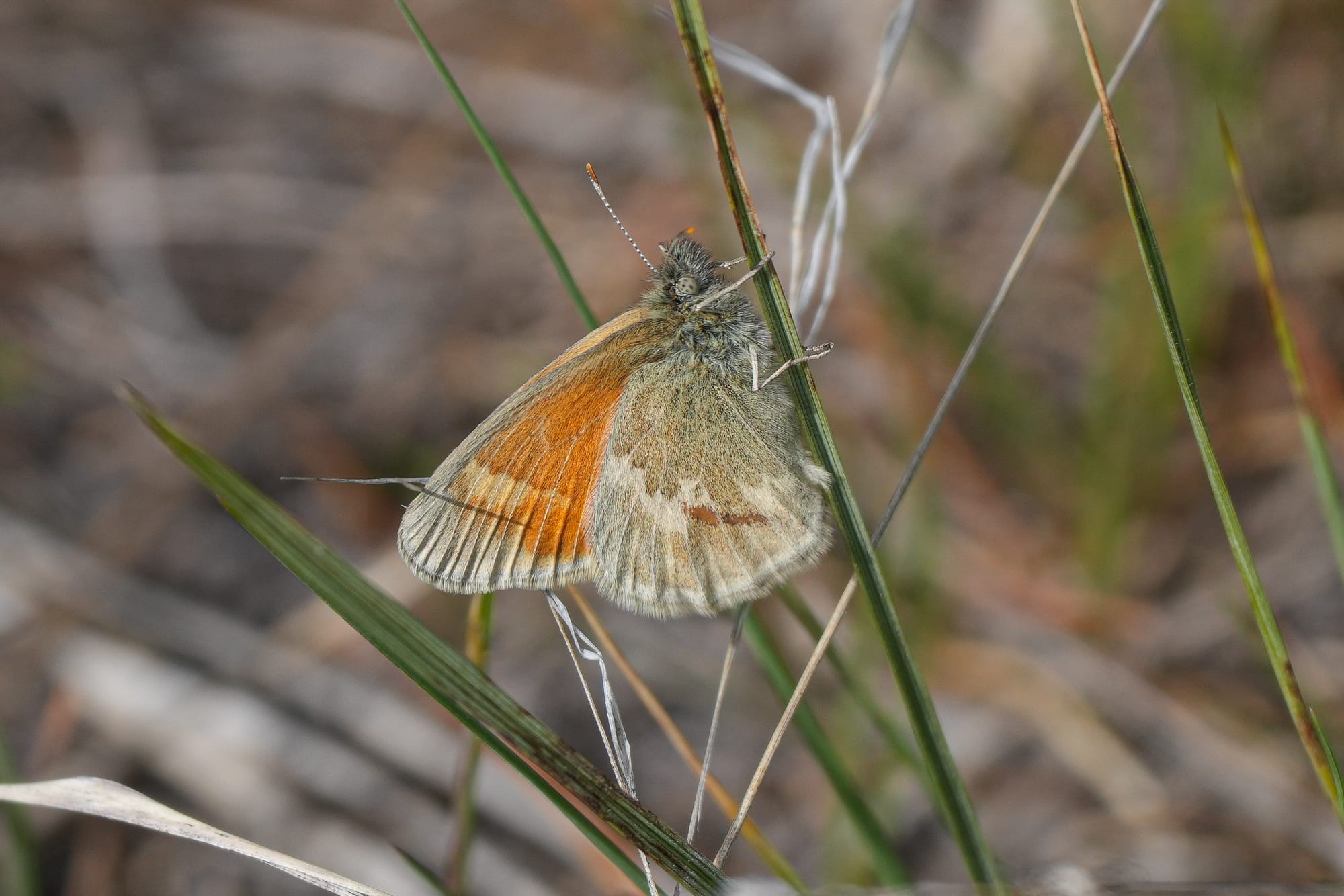 ochre ringlet