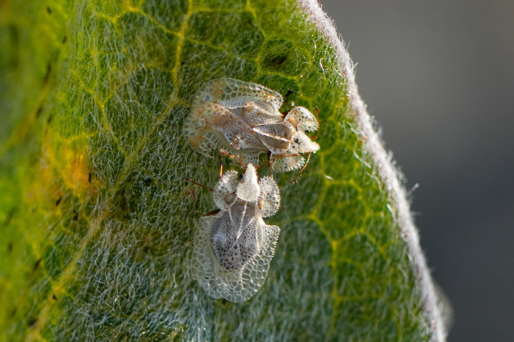 lace bugs