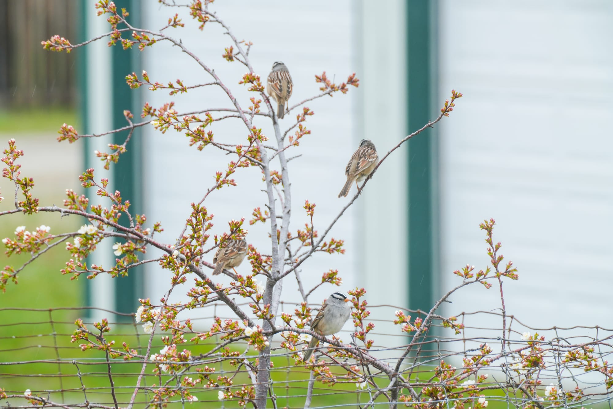 white-crowned sparrows