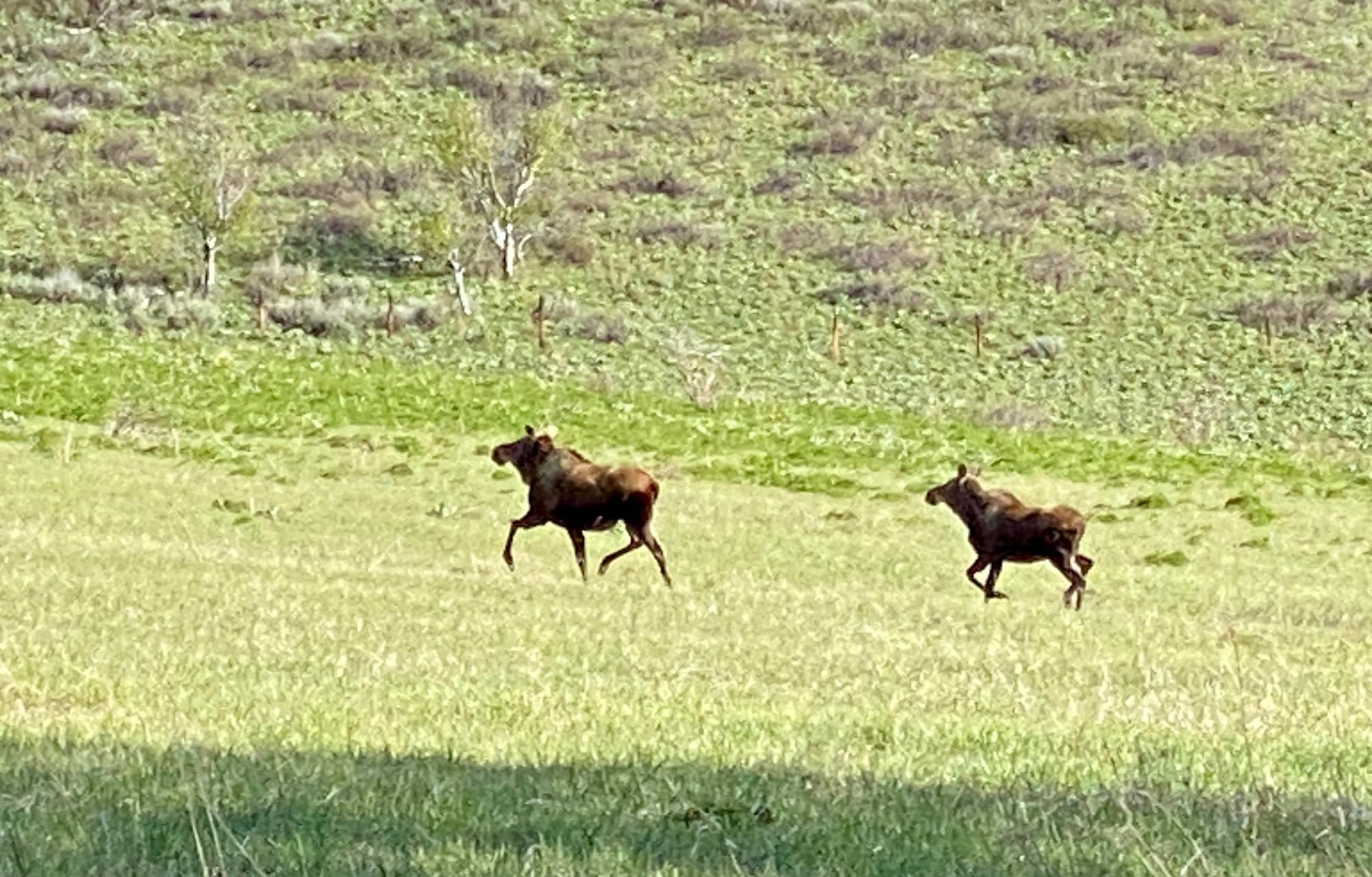 distant moose